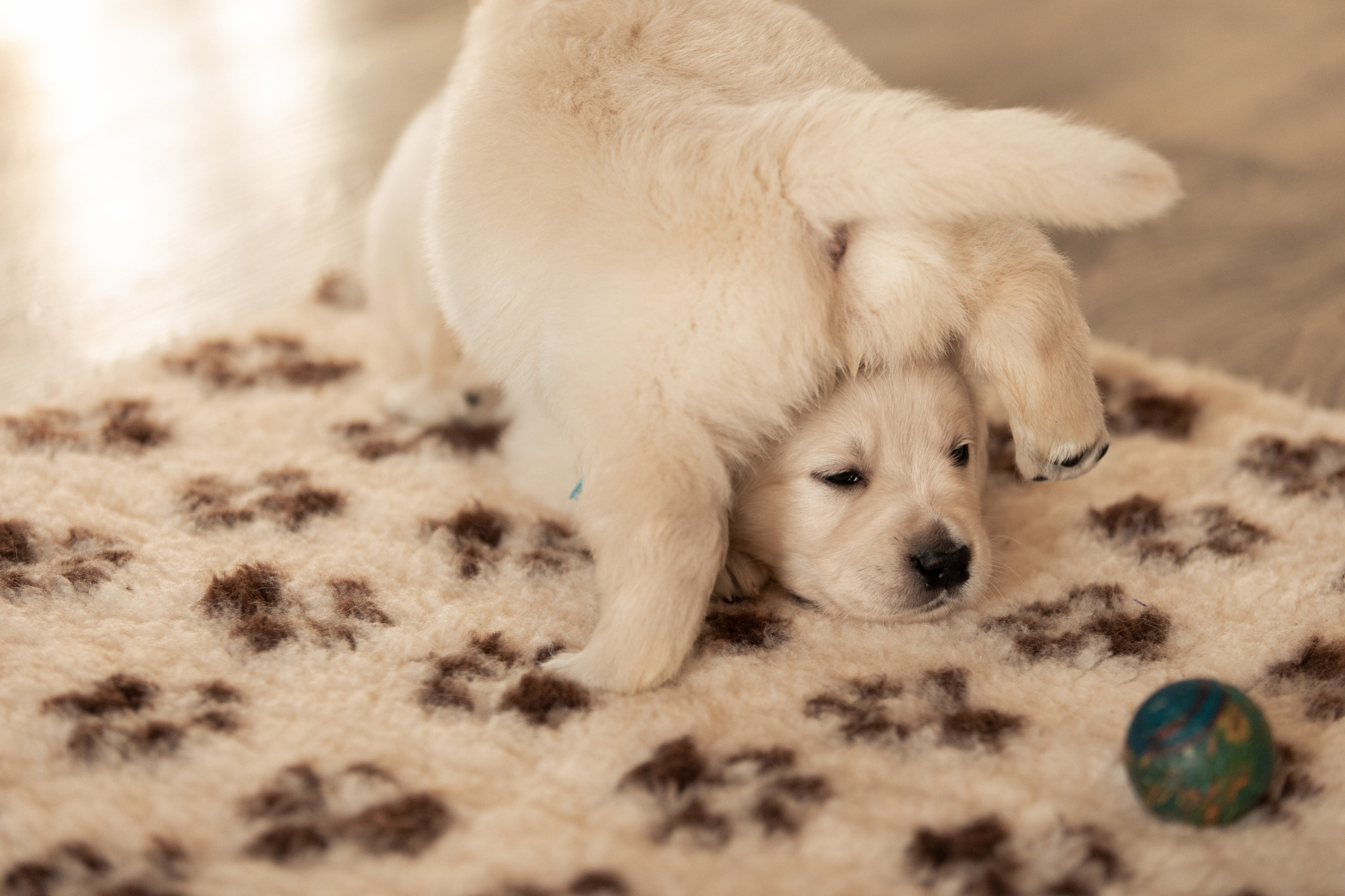 щенки золотистого ретривера играют фото