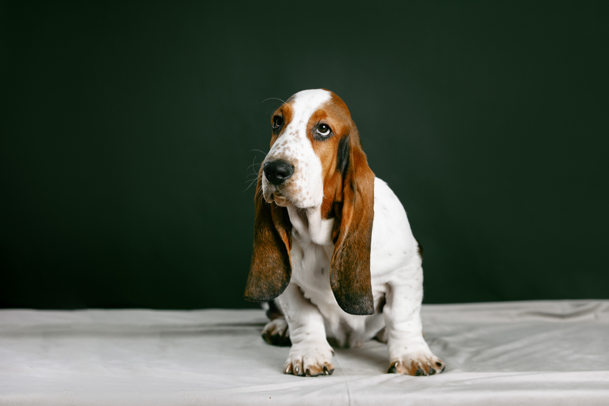 щенки фотосессия на дому Оренбург