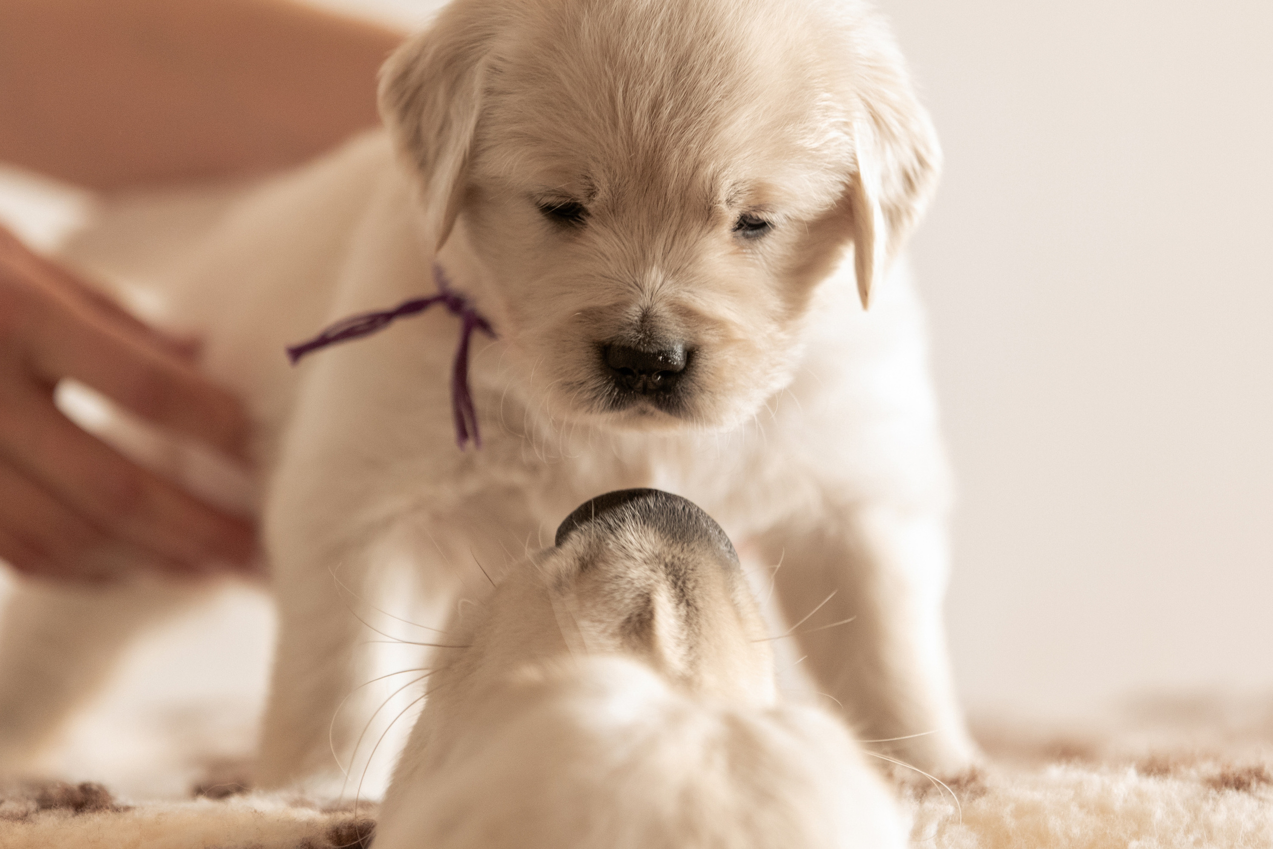 золотистый ретривер Оренбург щенки фотосессия на дому фотограф анималист Саша вязьмина