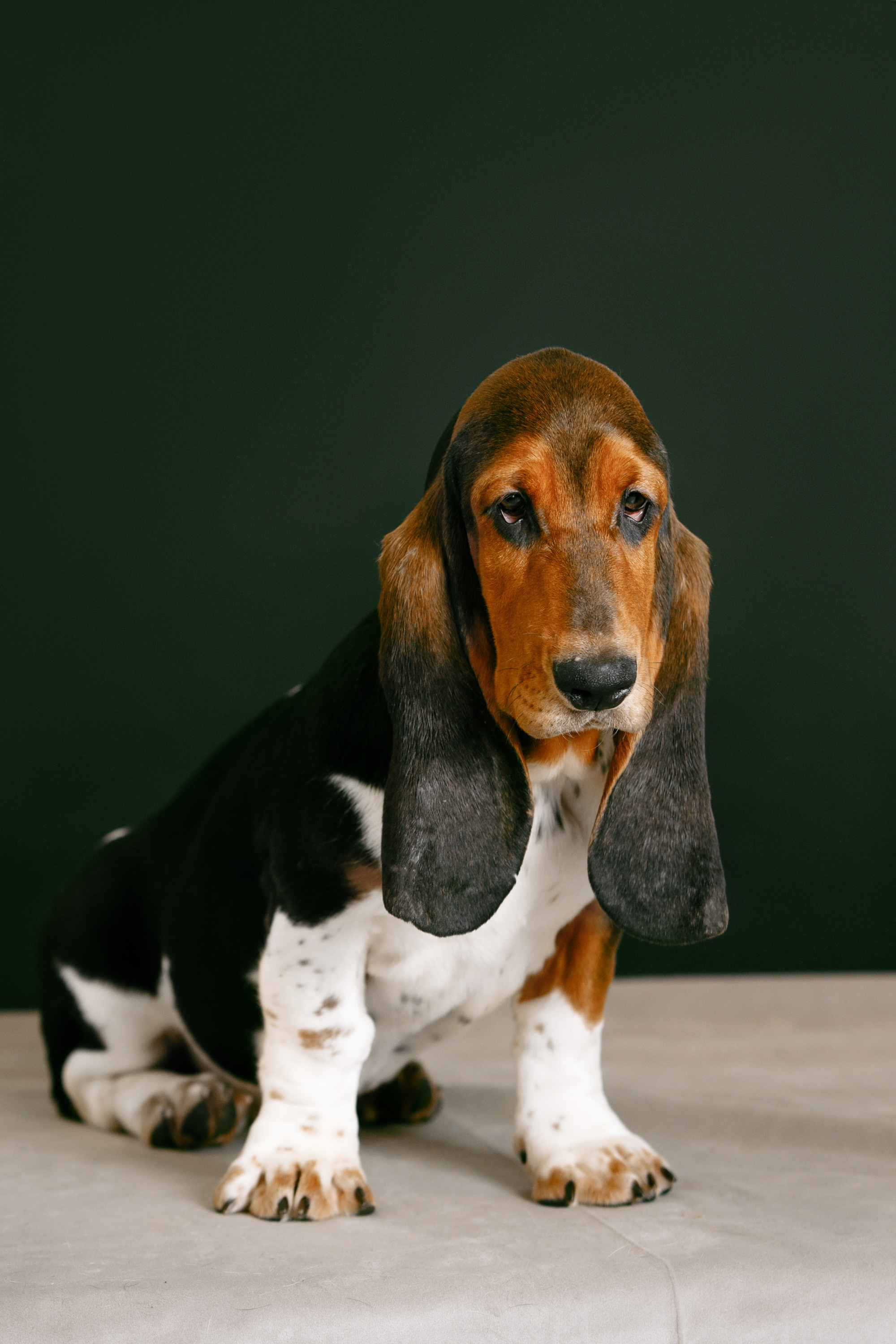 бассет фото студия вязьмина щенки портрет