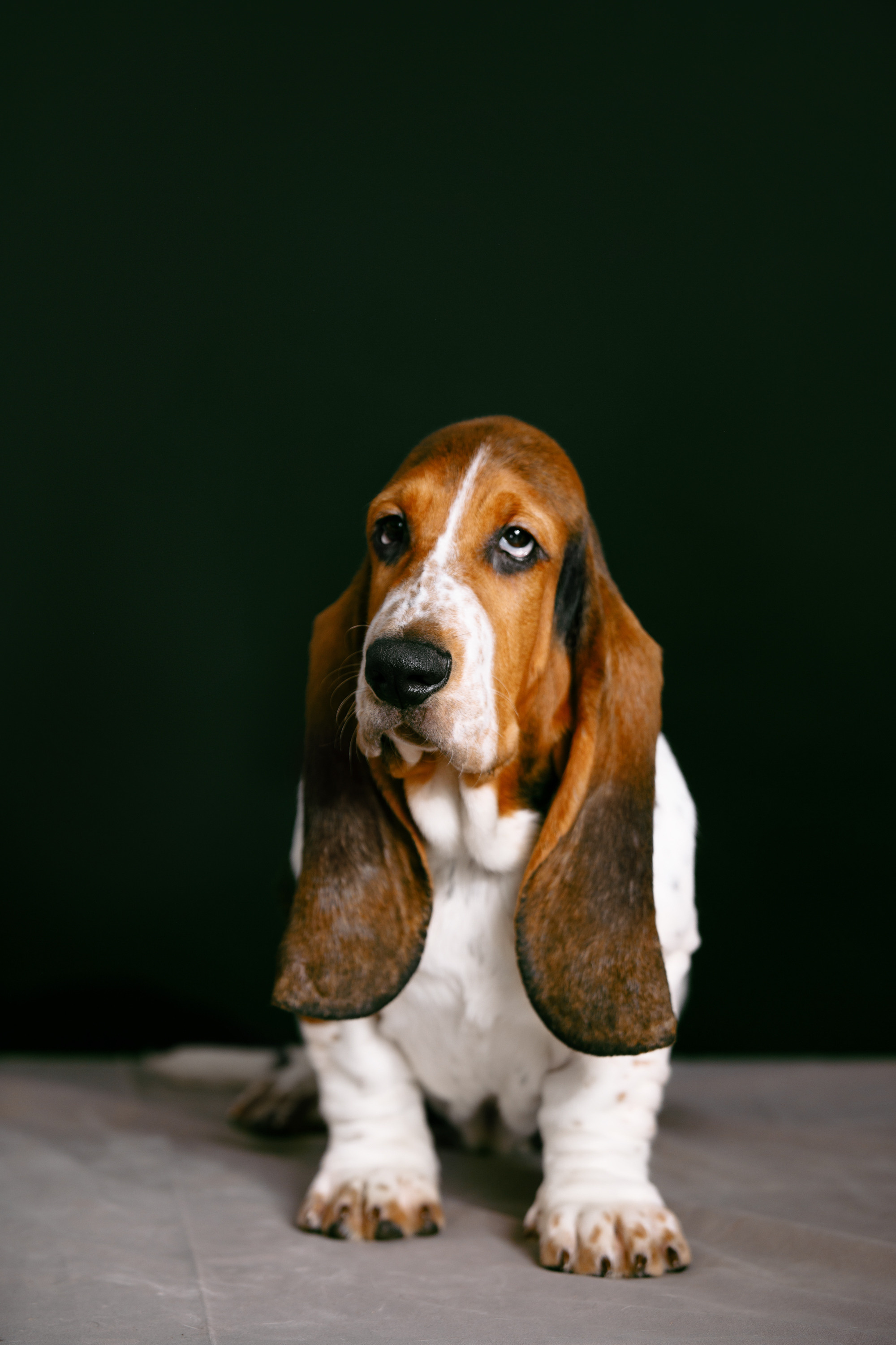 бассет фотосессия для щенков студийные фото
