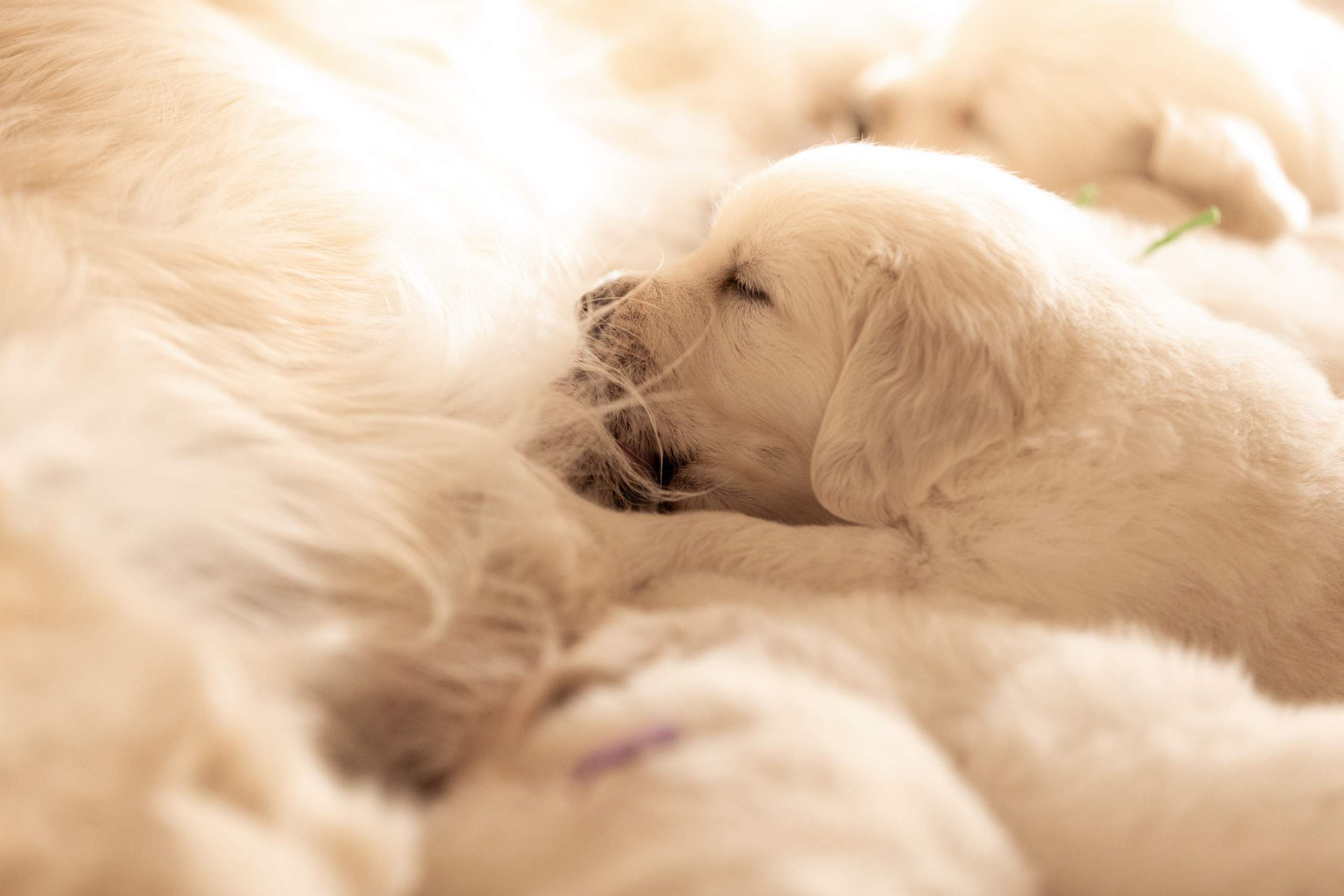 фотосессия домашняя для щенков Оренбург