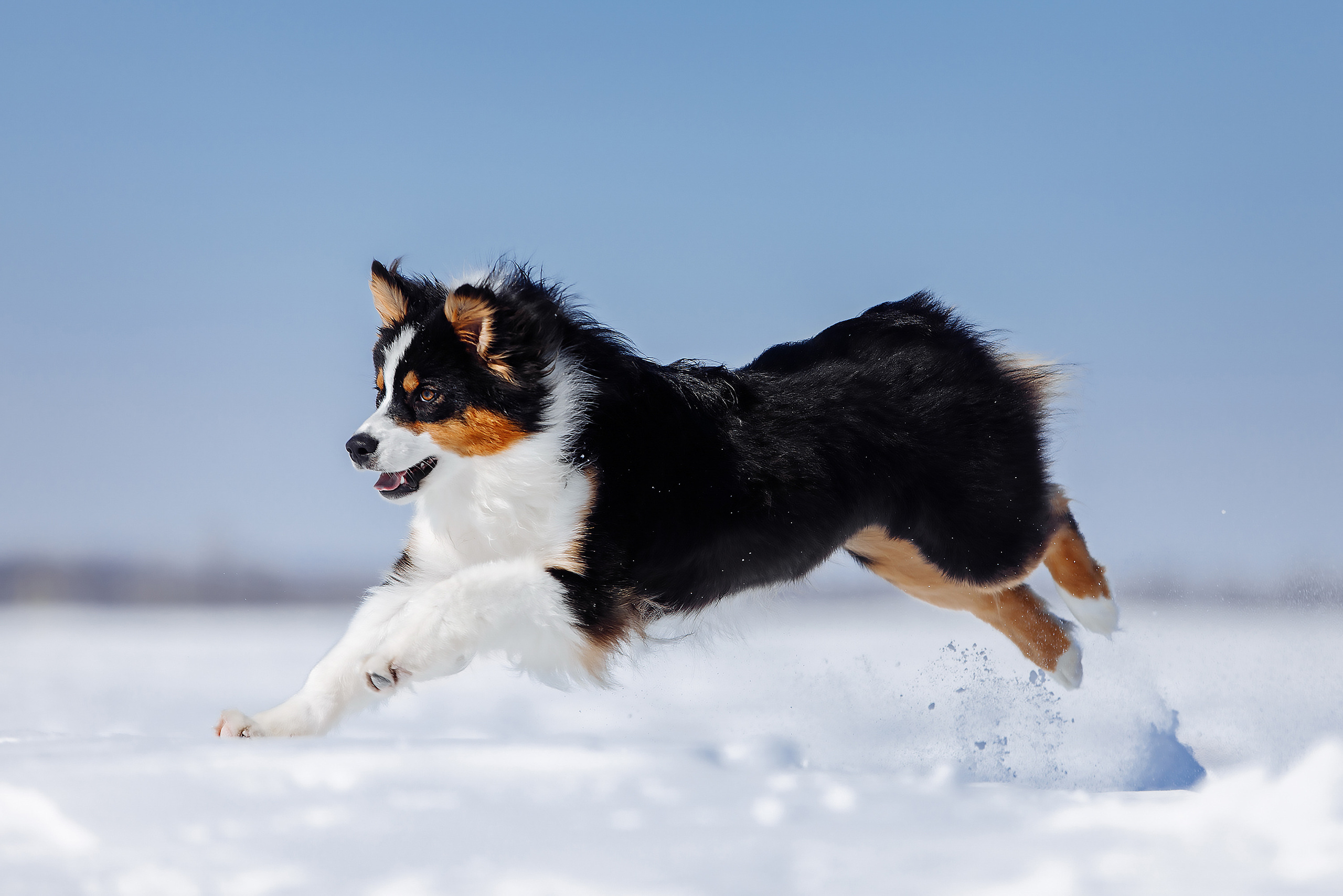 вязьмина саша фотограф анималист австралийская овчарка поле