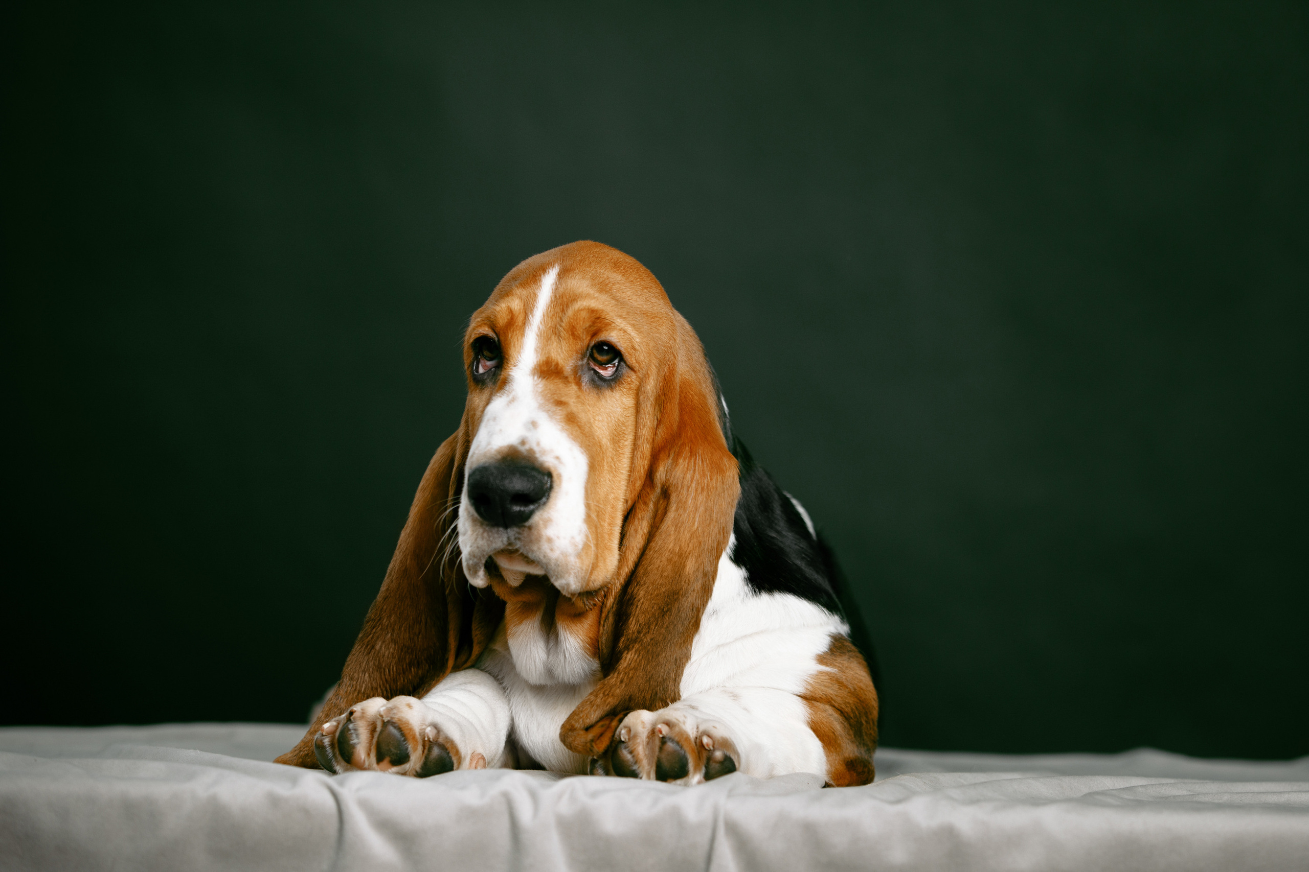 фото щенки Оренбург фотосессия для собак вязьмина