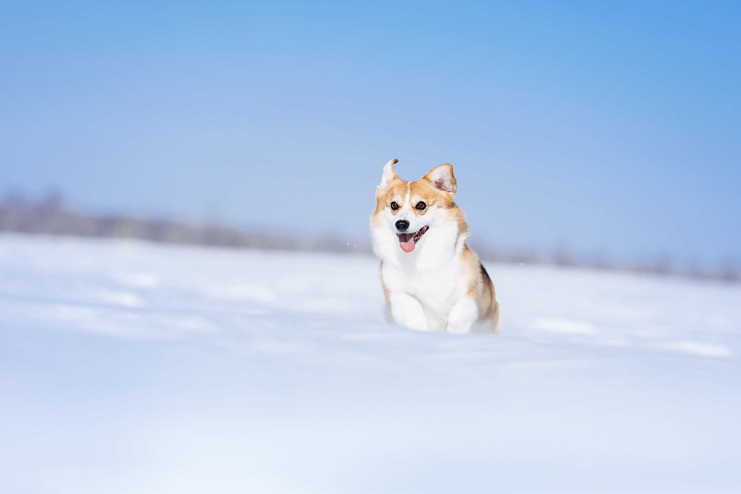корги фотосессия прогулки зима поле