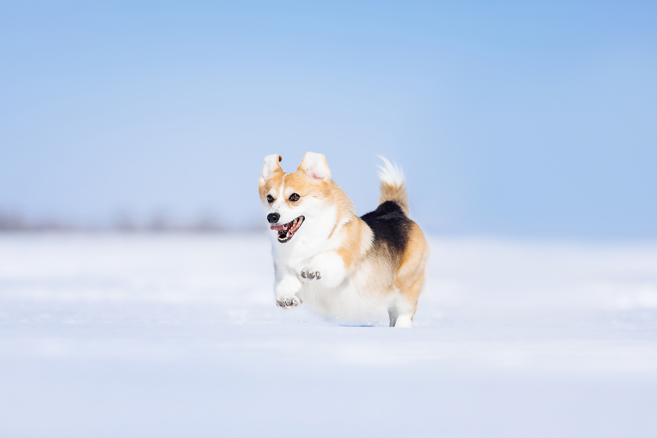 оренбург фотограф анималист саша вязьмина фотосессия для собак