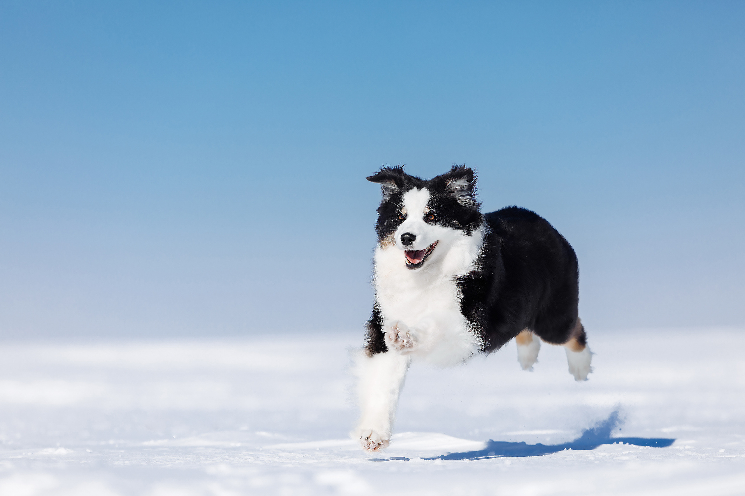 собака дурака валятка аусси ауська в поле