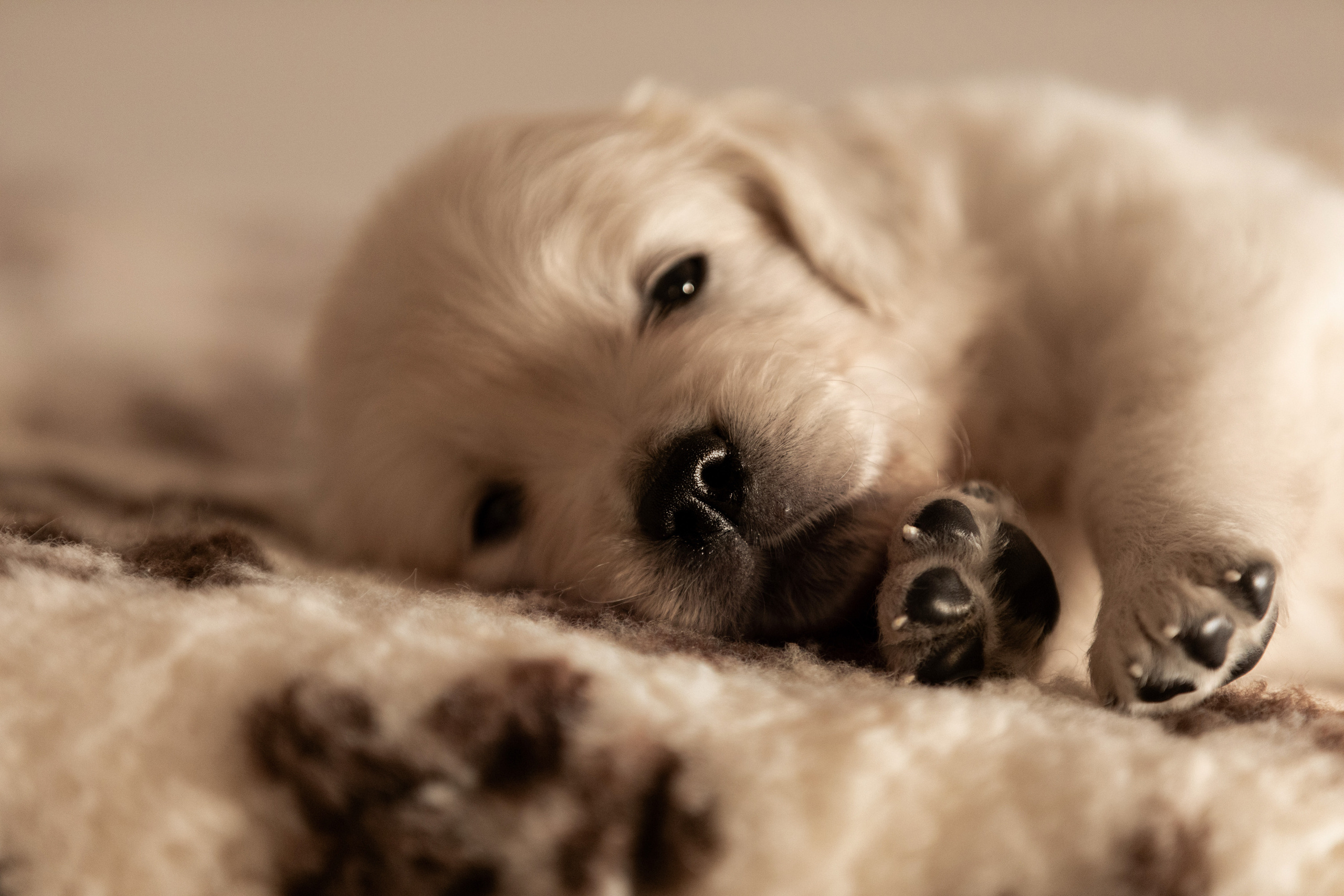 ретривер оренбург щенки