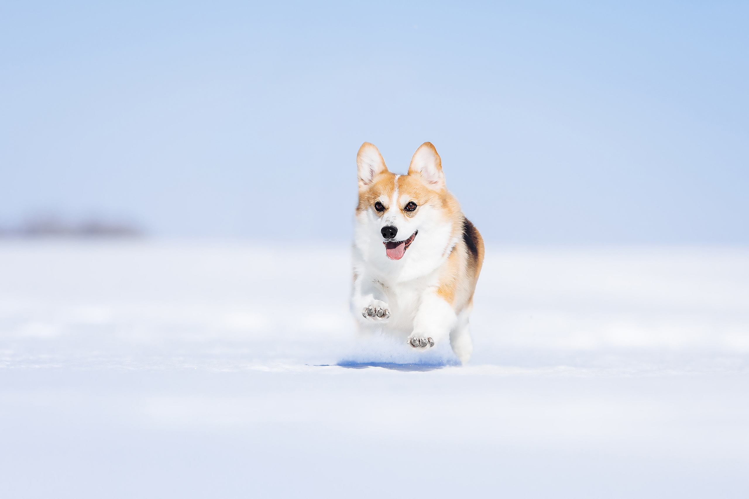 корги пемборг бегает в поле с игрушкой вязьмина