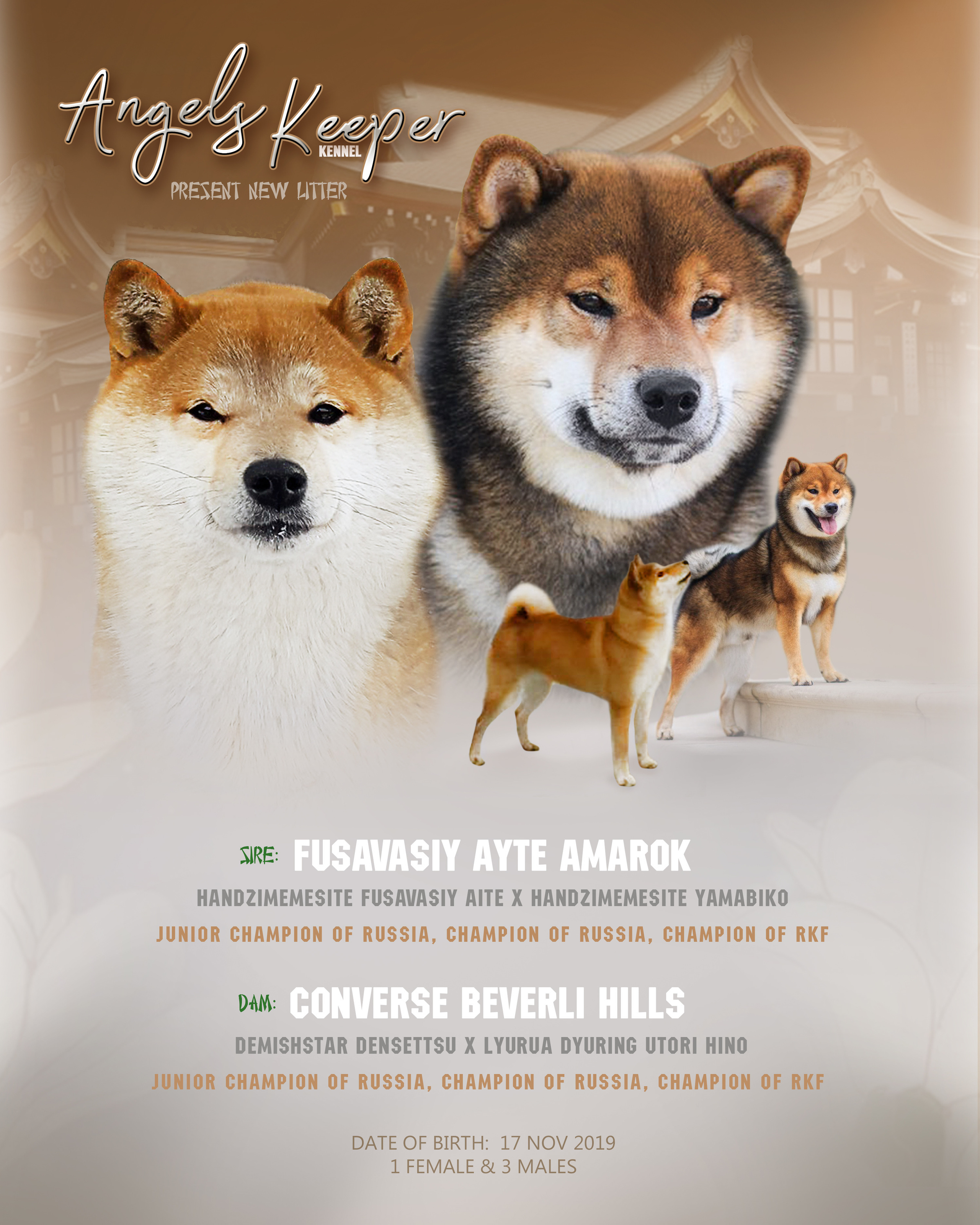 ДИЗАЙН. Фотограф-анималист Саша Вязьмина