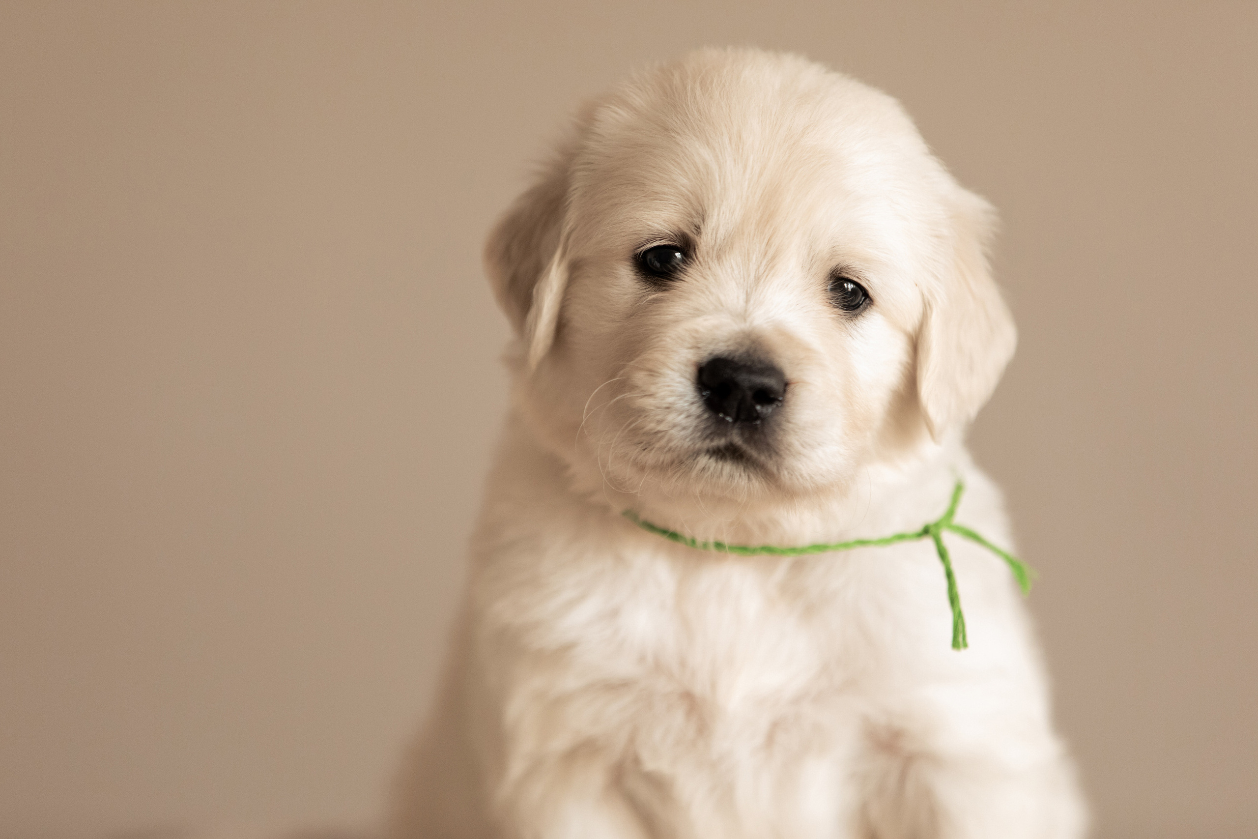 фото золотистый ретривер портрет