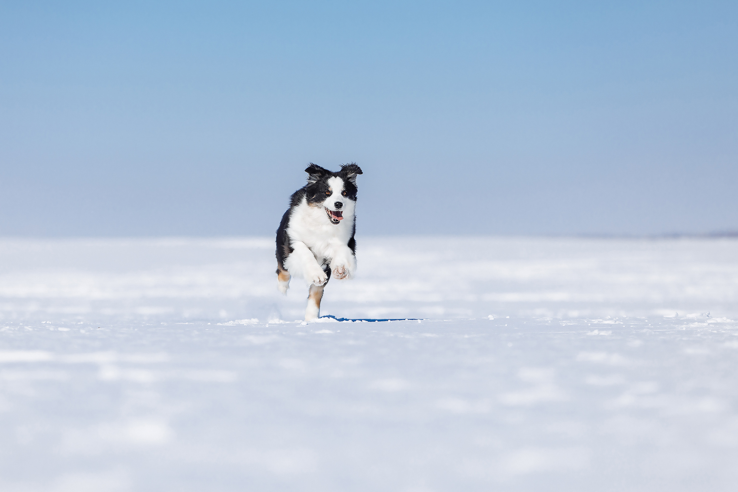 фото собак в поле фотограф анималист собака аусси