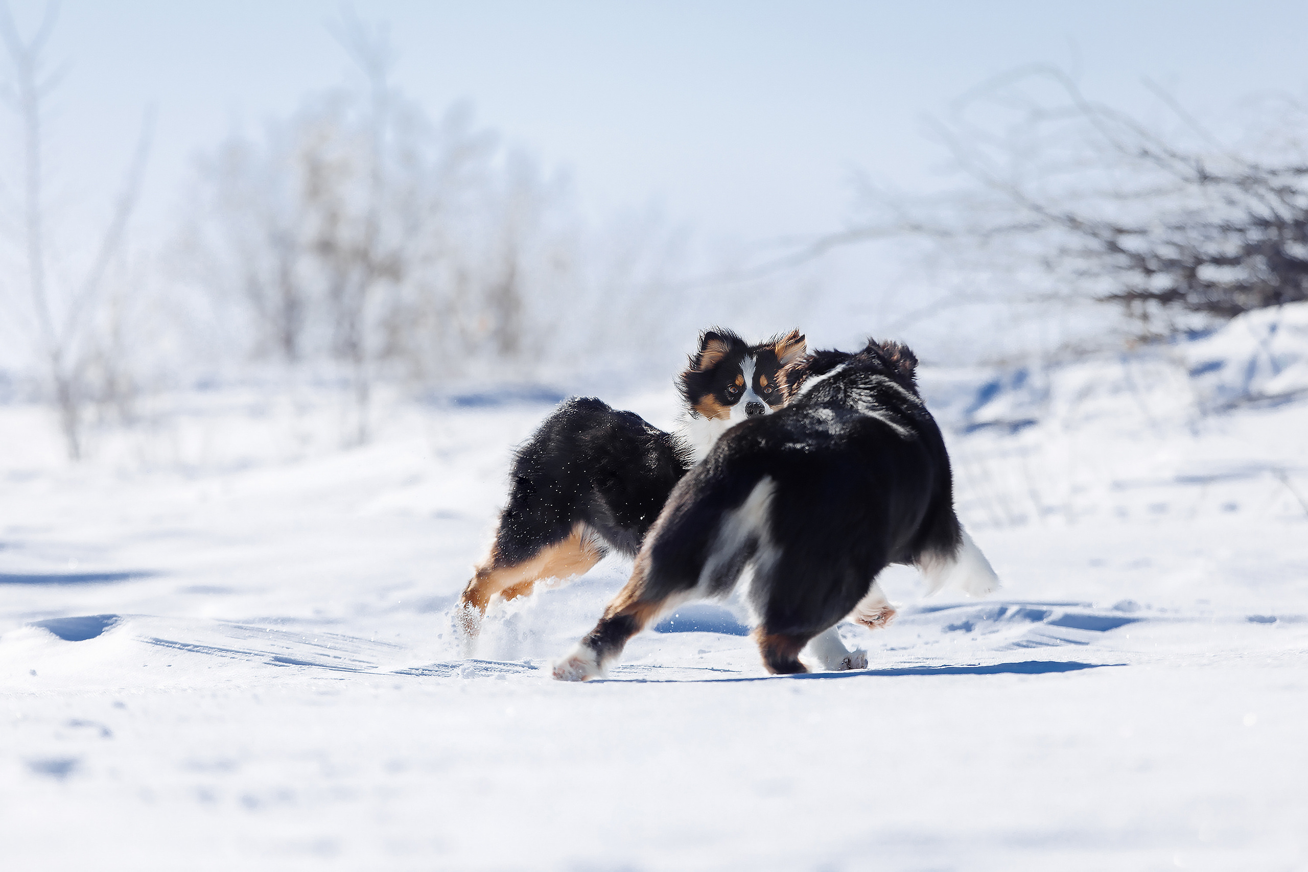 собаки играют фото зимняя фотосессия аусси