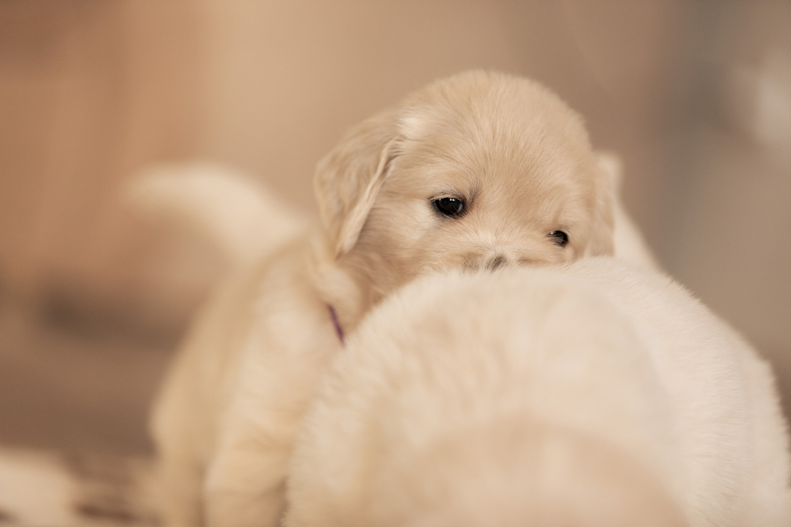 ретривер щенки домашнее фото щенки играют