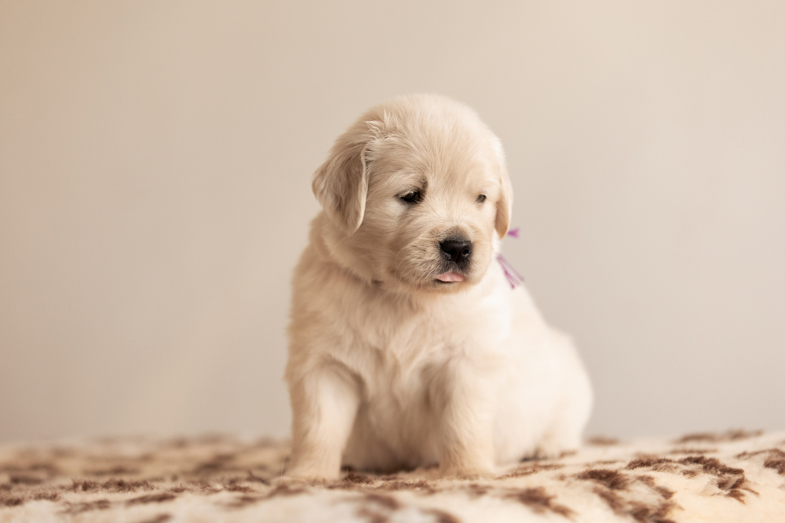 милый щенок ретривер