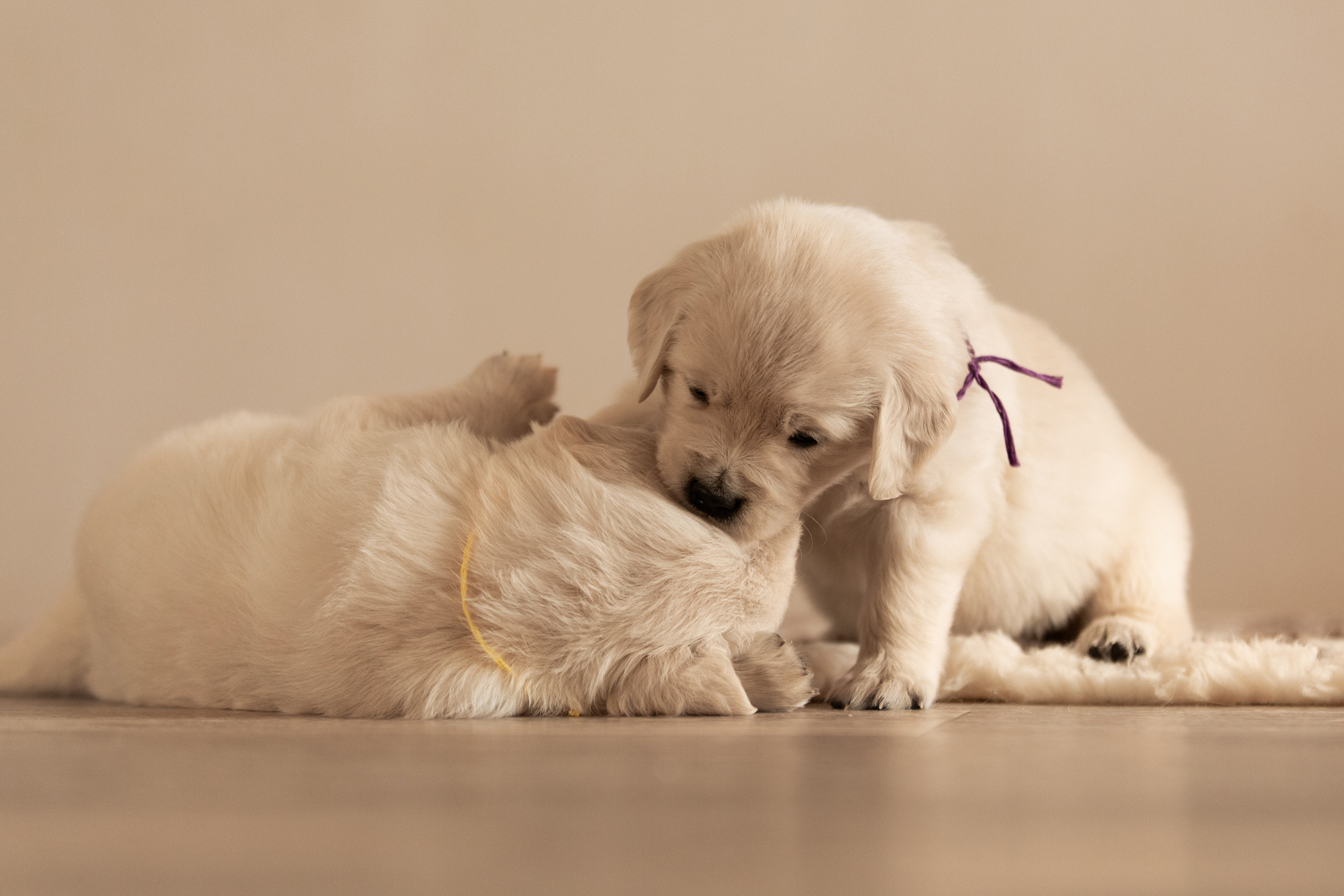 золотистый ретривер Оренбург щенки фотосессия на дому фотограф анималист Саша вязьмина