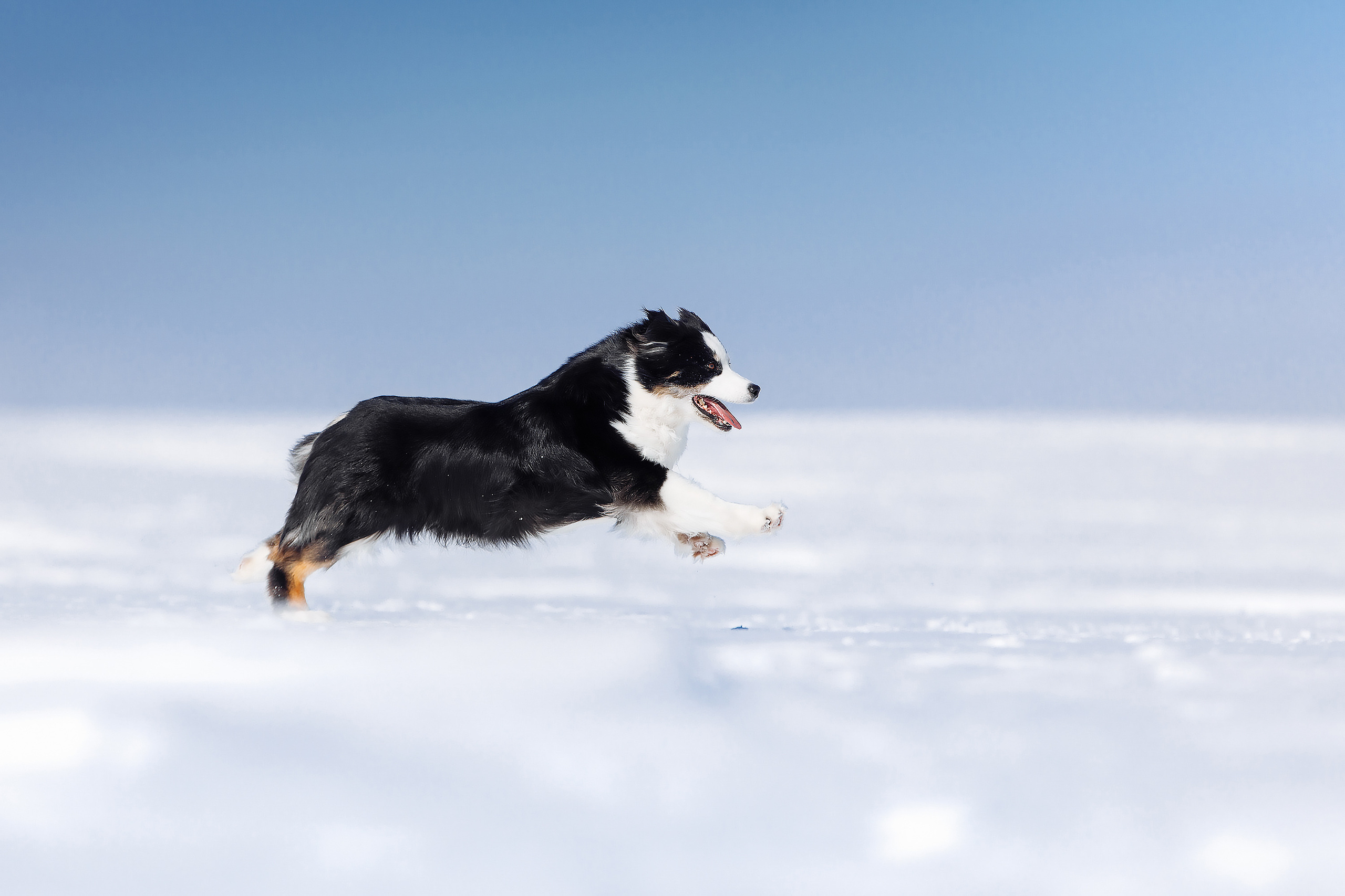 фото собак оренбург анималист питомник фор фроланд аусси гуляет