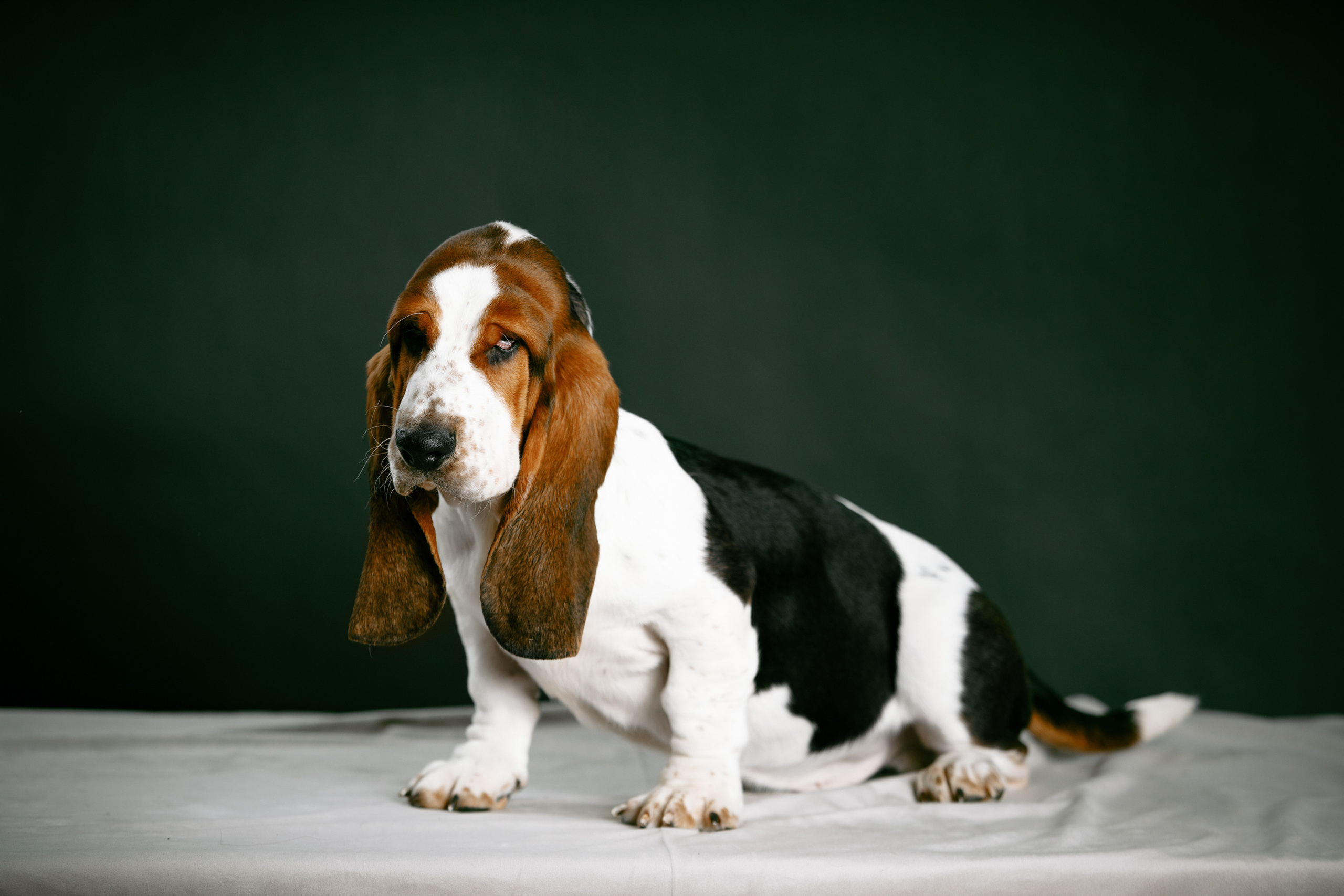 красивые студийные фотографии собак бассет хаунд фотосессия помета