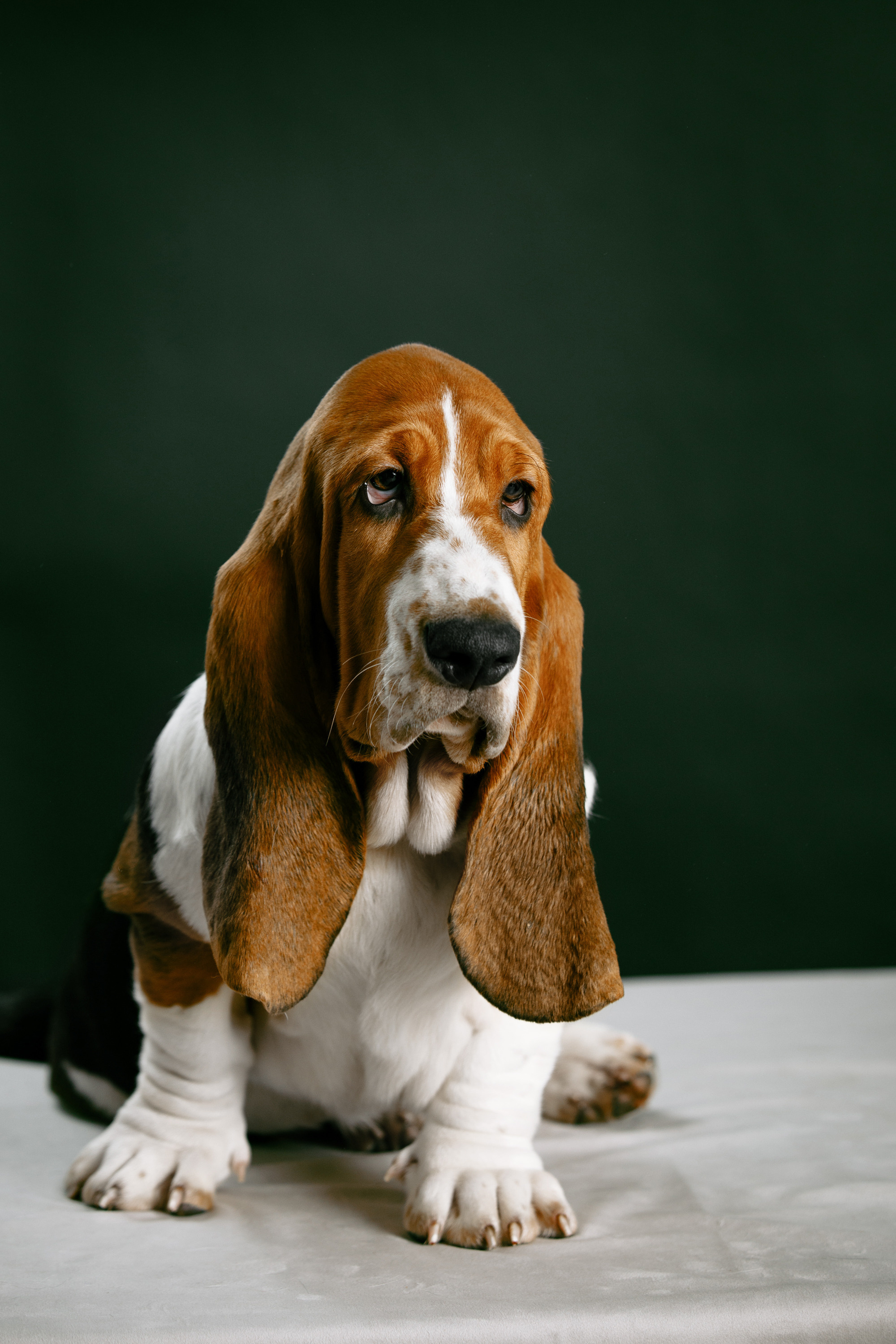 бассет хаунд щенки фото домашняя фотосъемка