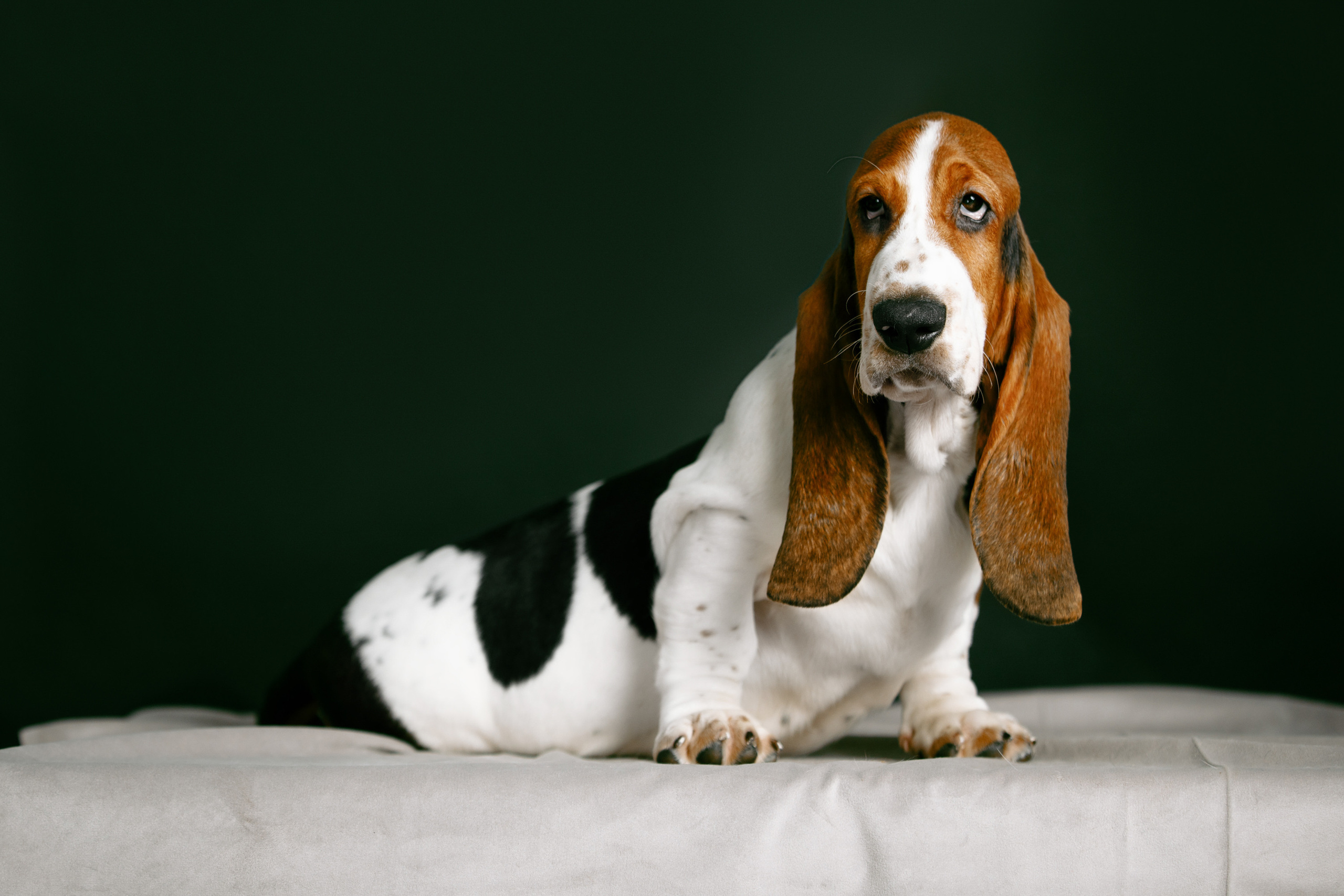 бассет хаунд щенки фото домашняя фотосъемка