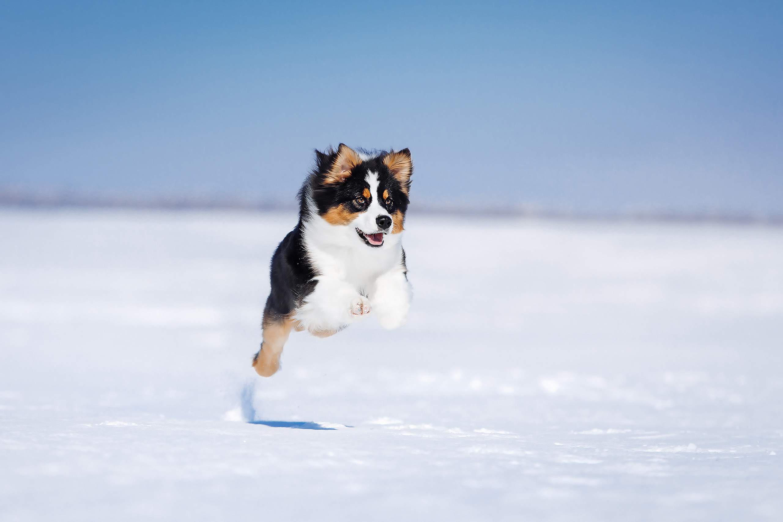 фотограф для собак оренбург вязьмина аусси фото