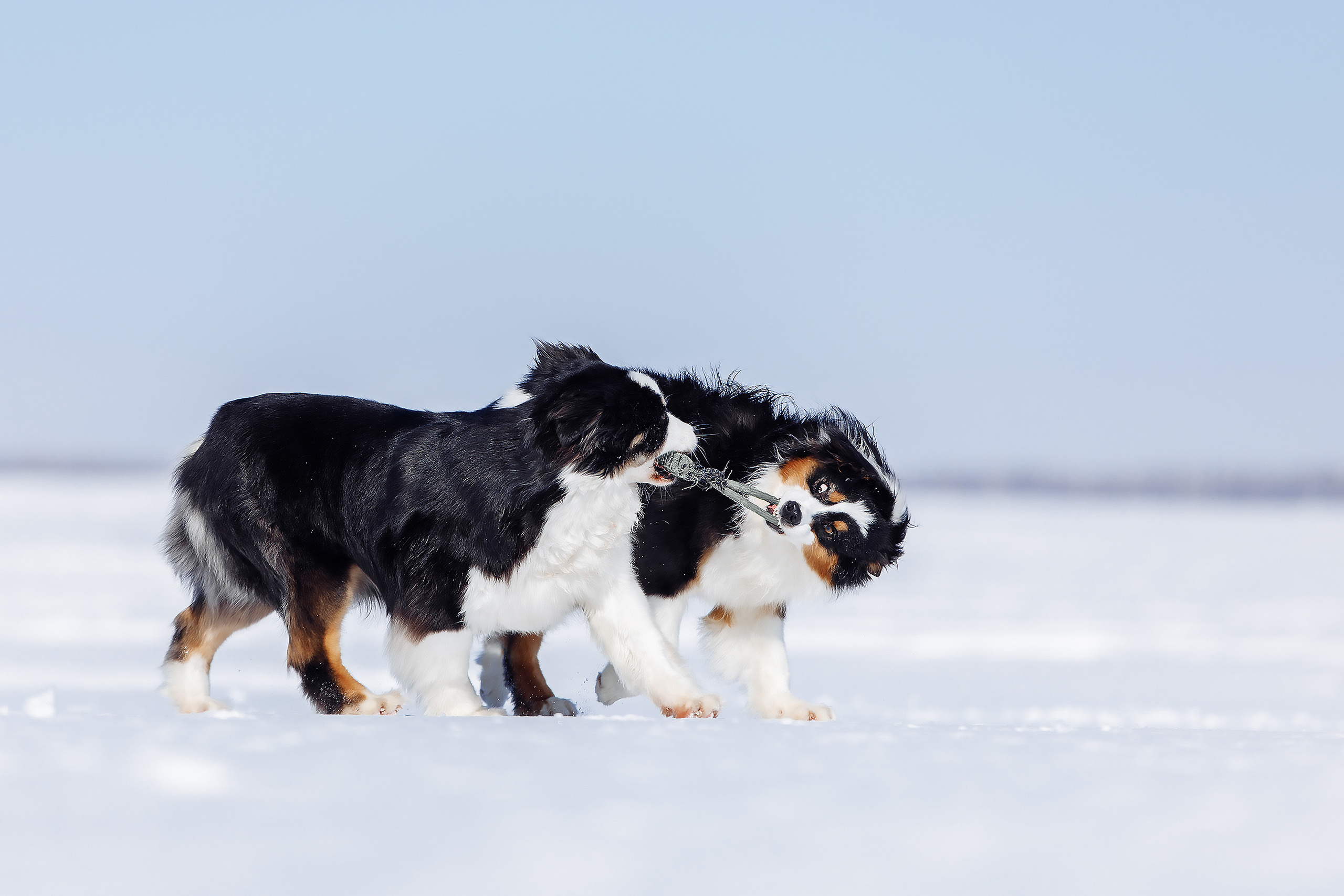 оренбург аусси играют делят игрушку в поле