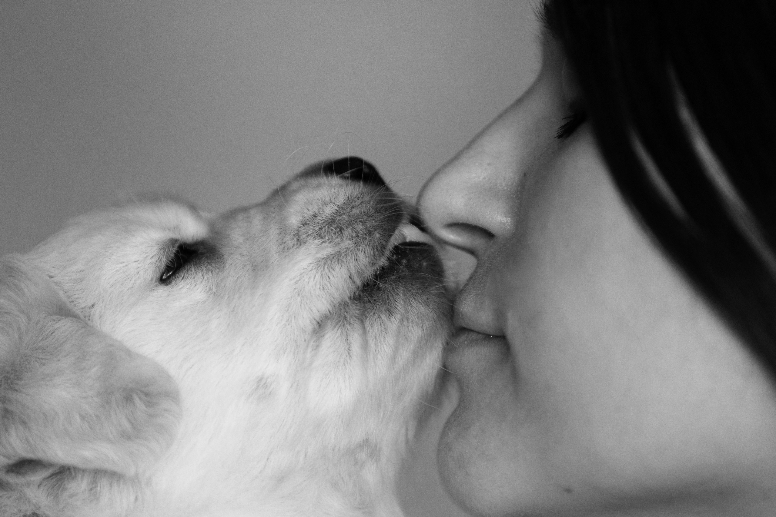 поцелуй щенка и человека