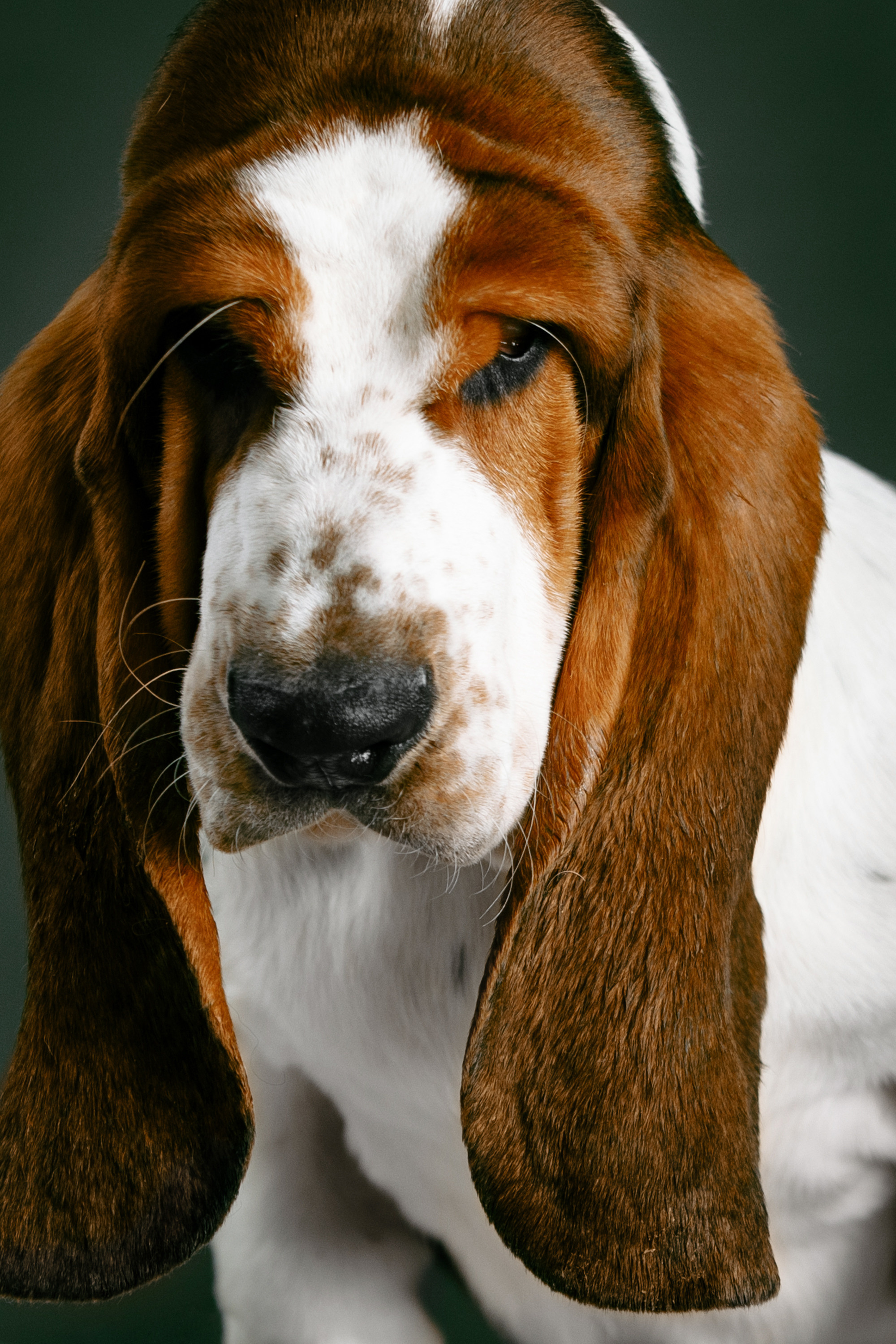 Блог. Фотограф-анималист Саша Вязьмина