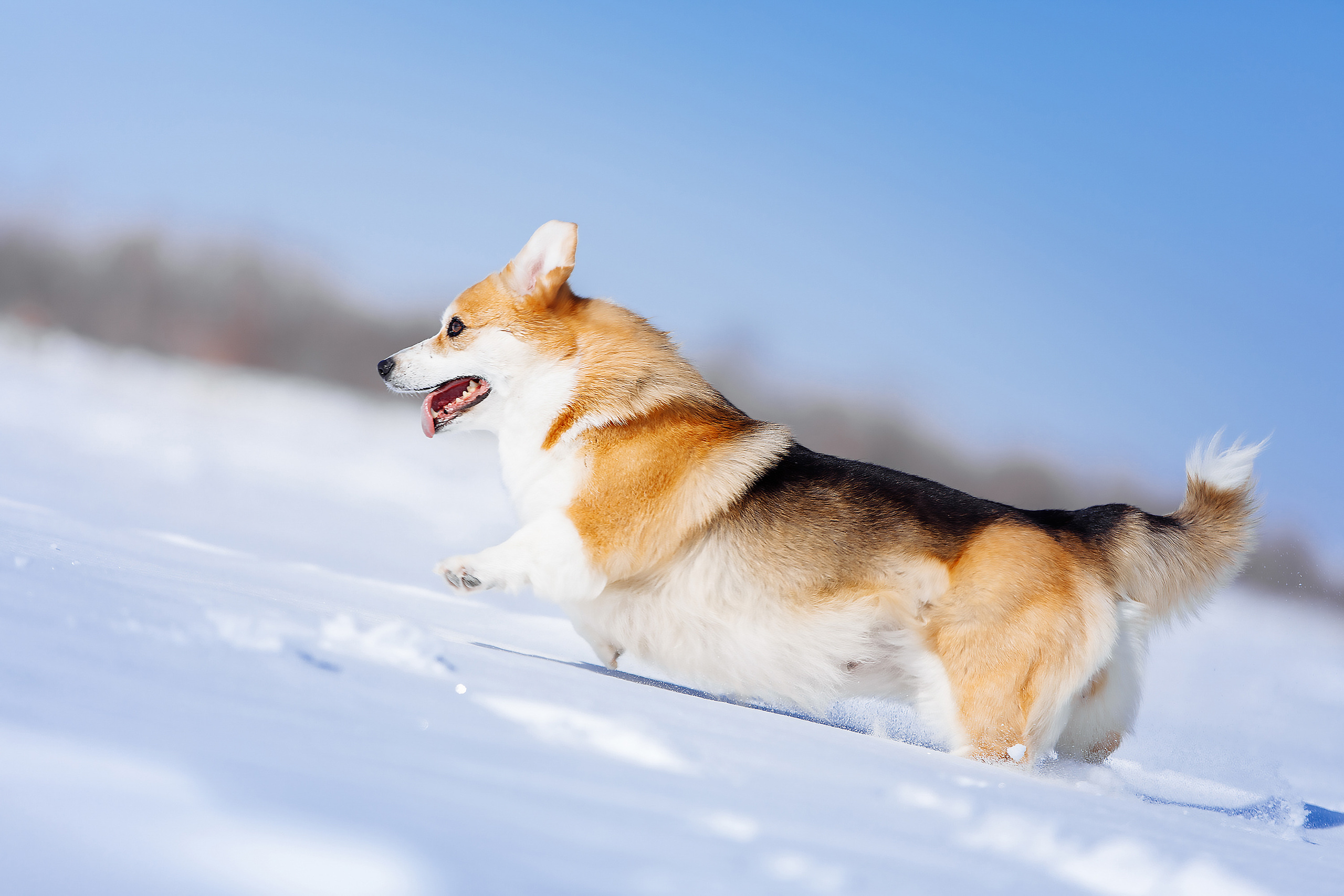 фотосессия для собак Оренбург корги коржик