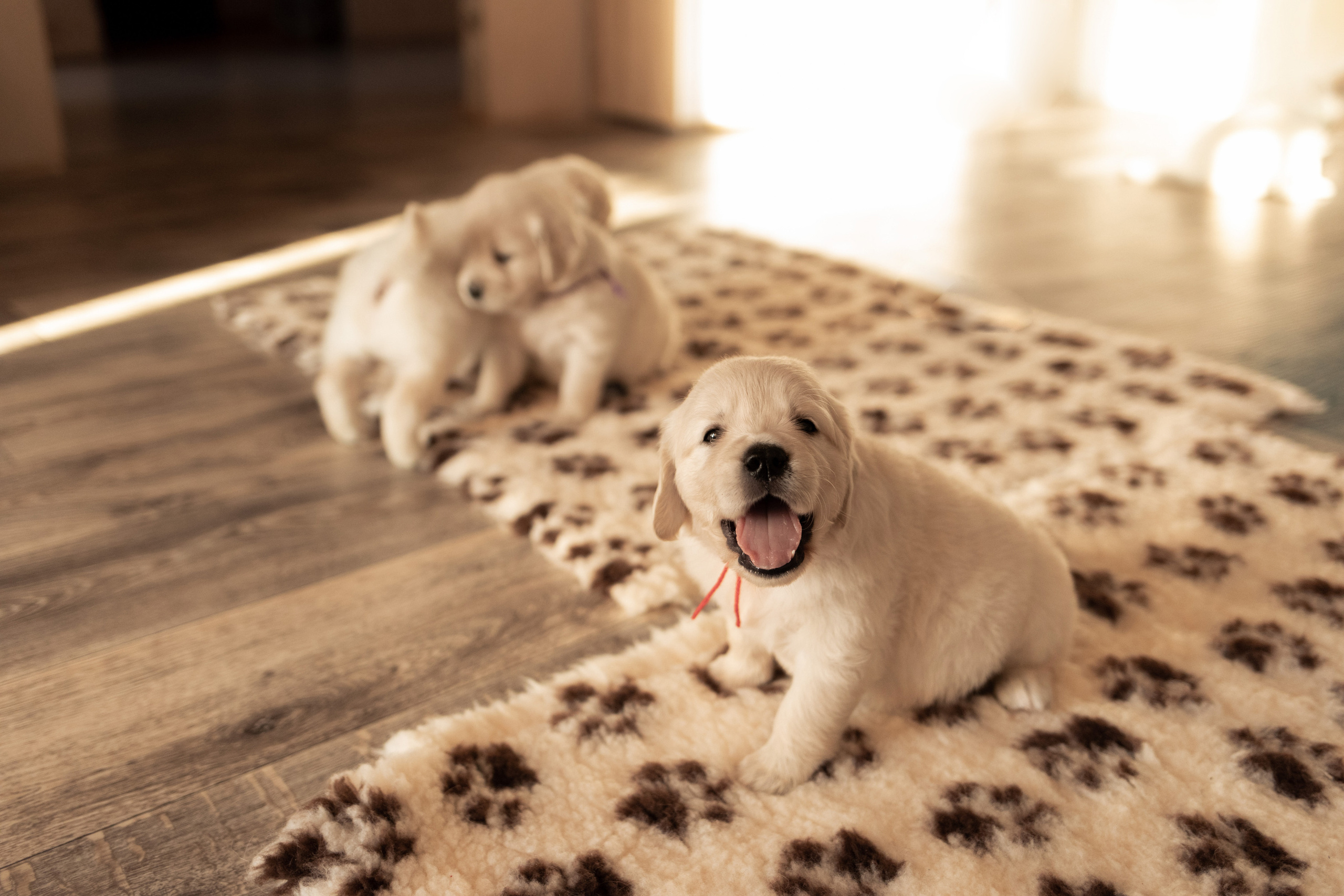 фотосессия новорожденных щенков золотистого ретривера