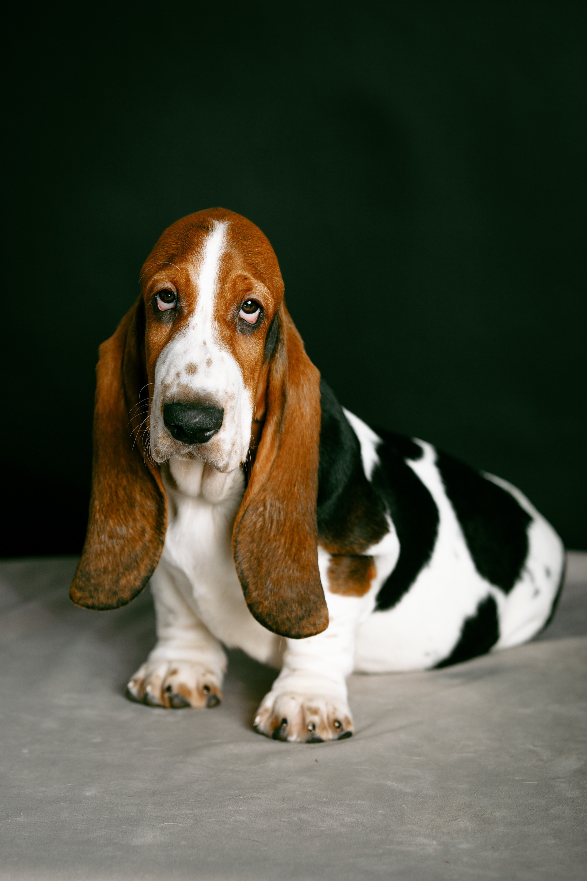 бассет фотосессия студия щенки фотосессия на дому Оренбург