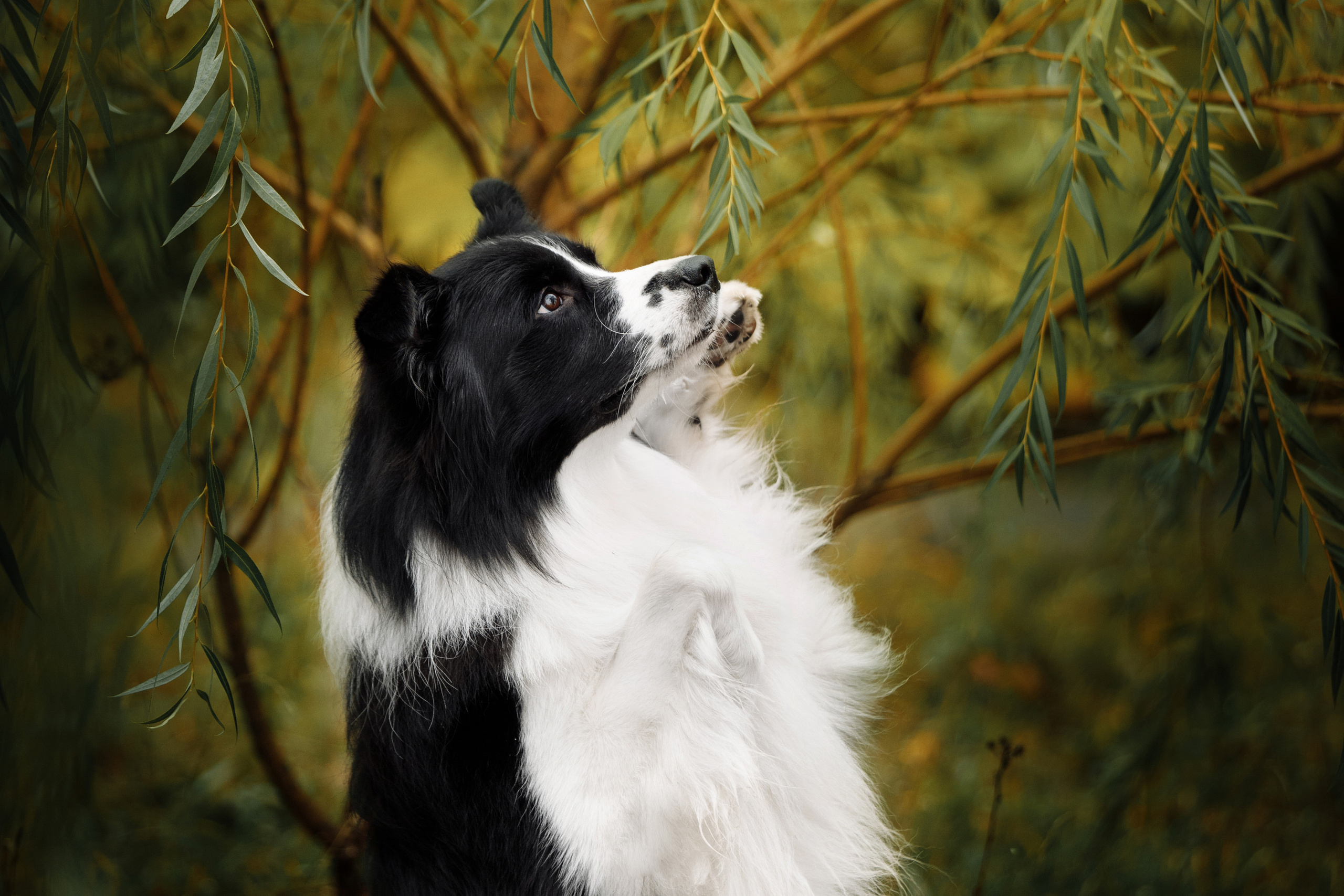 Блог. Фотограф-анималист Саша Вязьмина