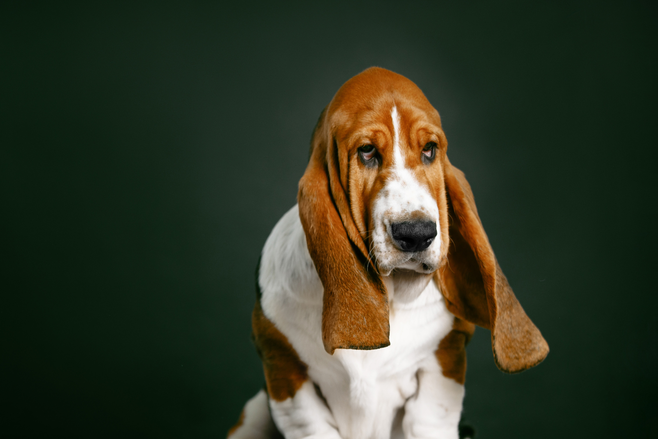 бассет хаунд красивые фото студийные