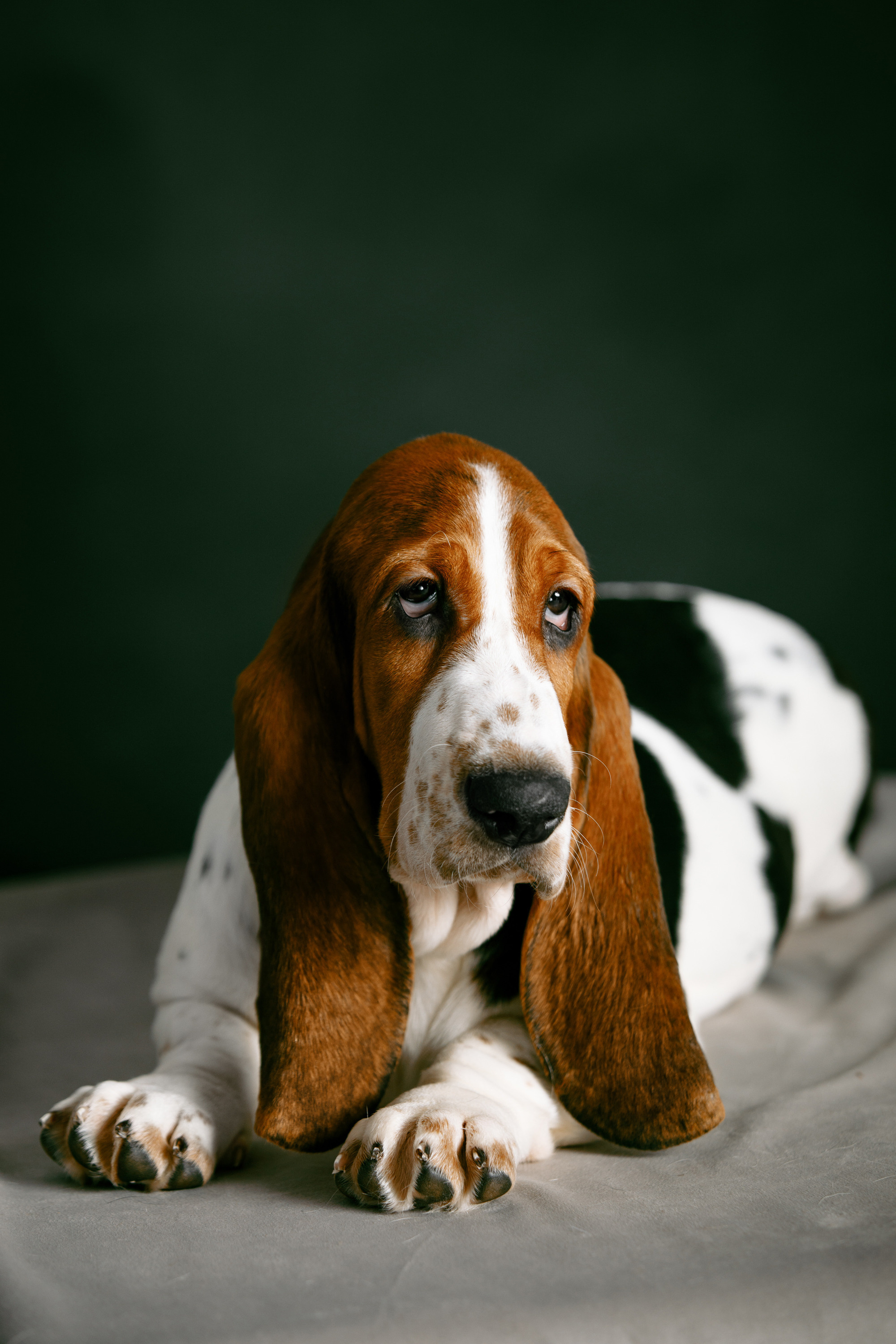 бассет хаунд щенки фото домашняя фотосъемка