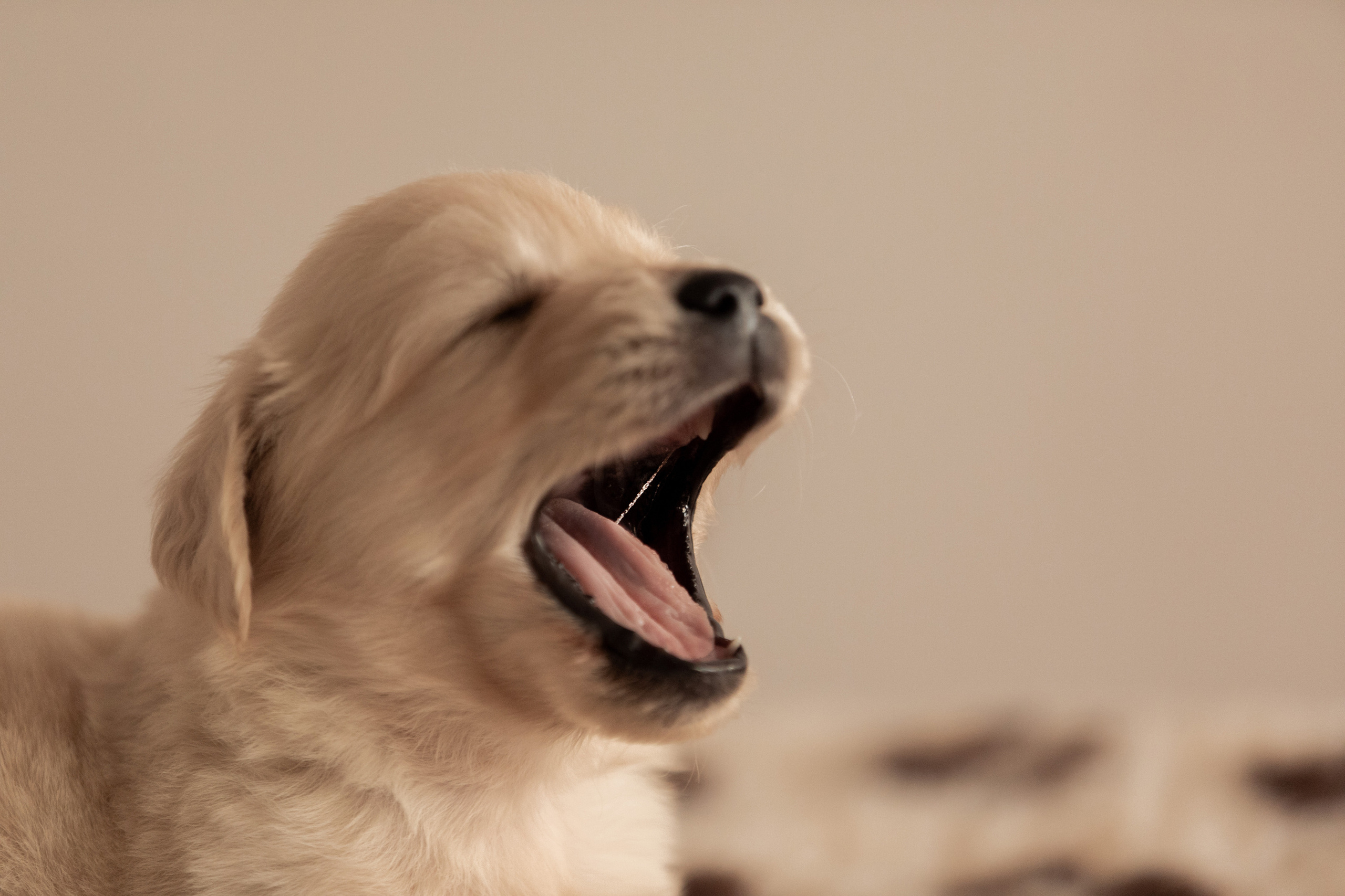 щенок зевает слюньки