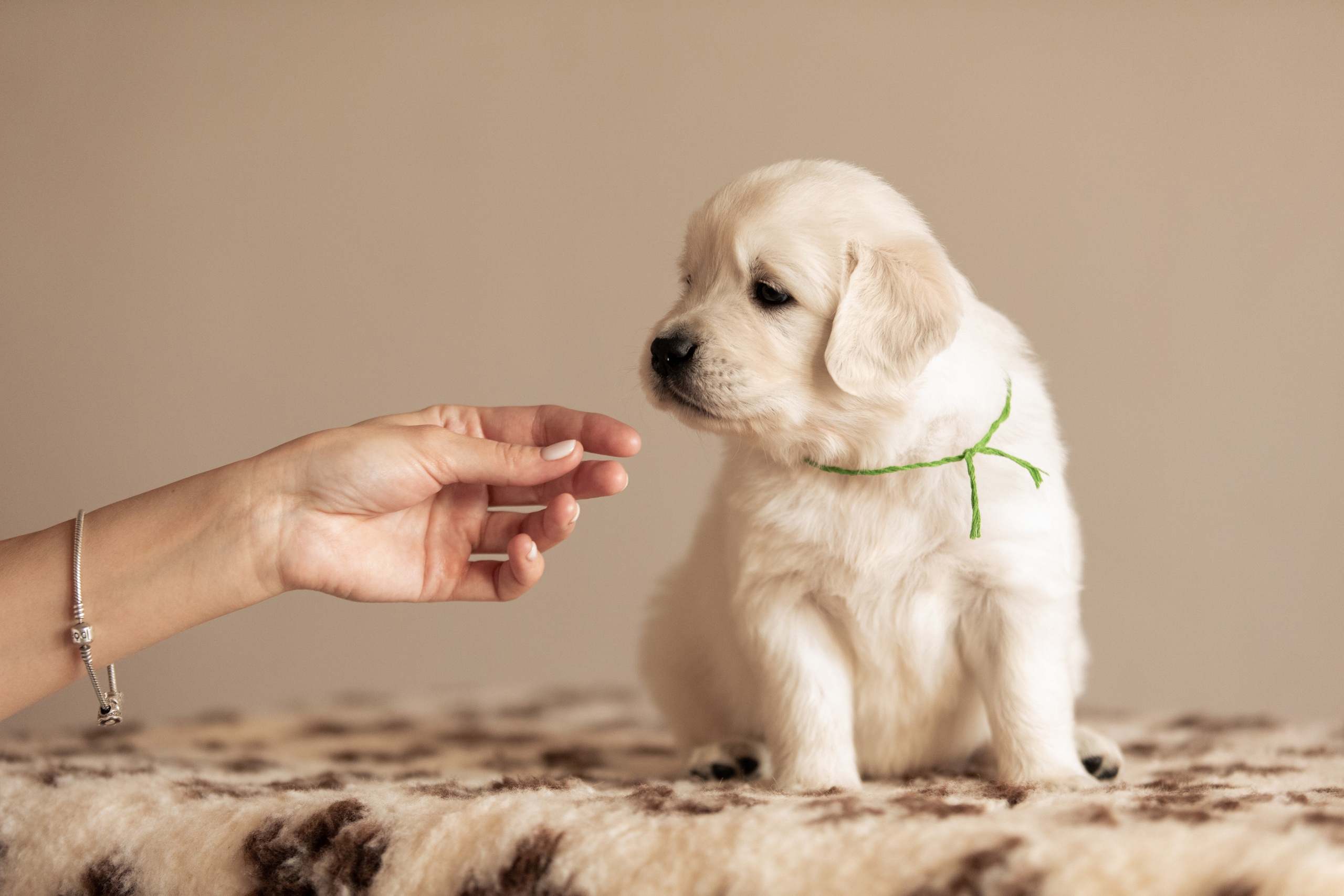 съемка для щенков на дому профессиональная фотостудия