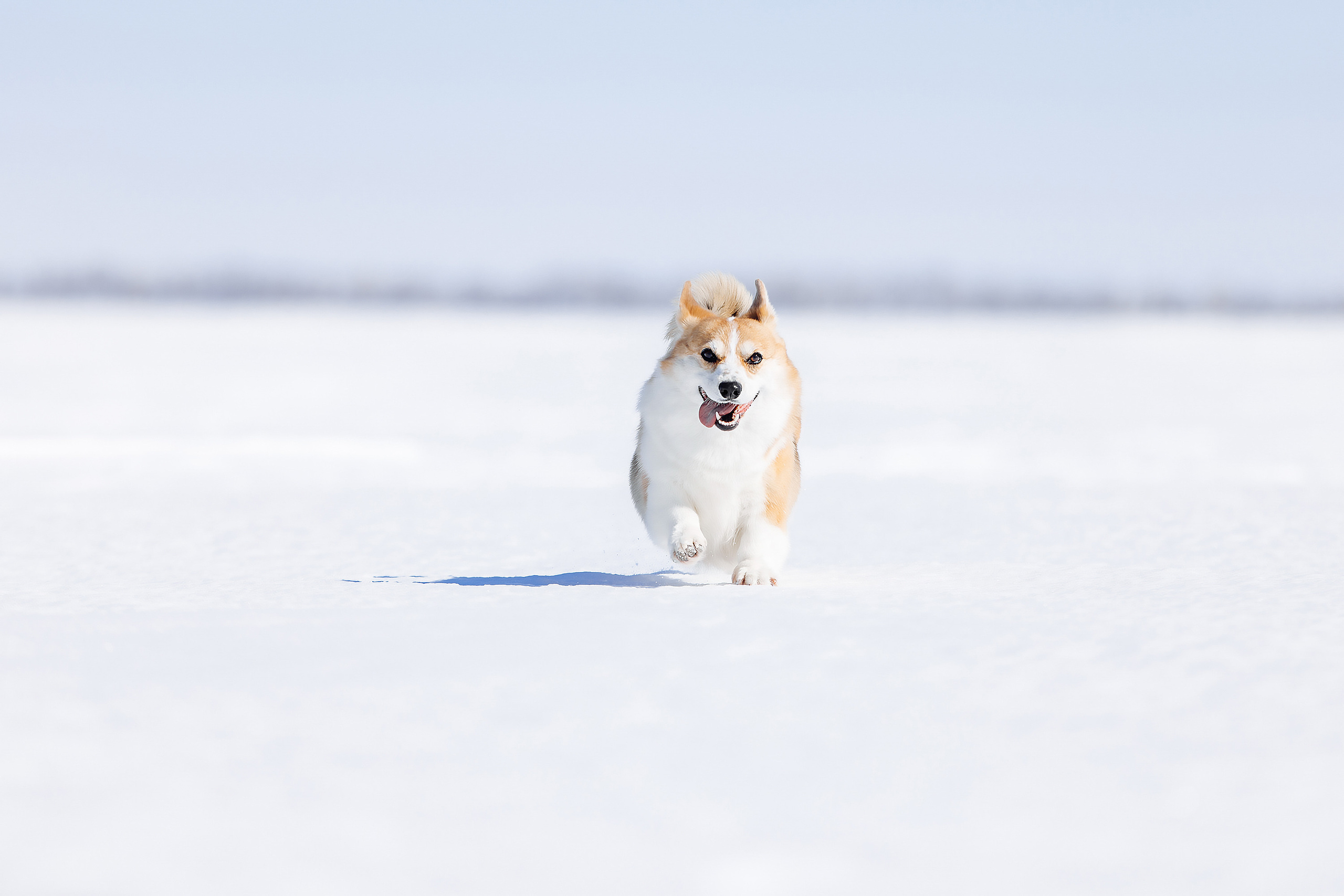 корги пемборк фотосессия для собак Оренбург вязьмина