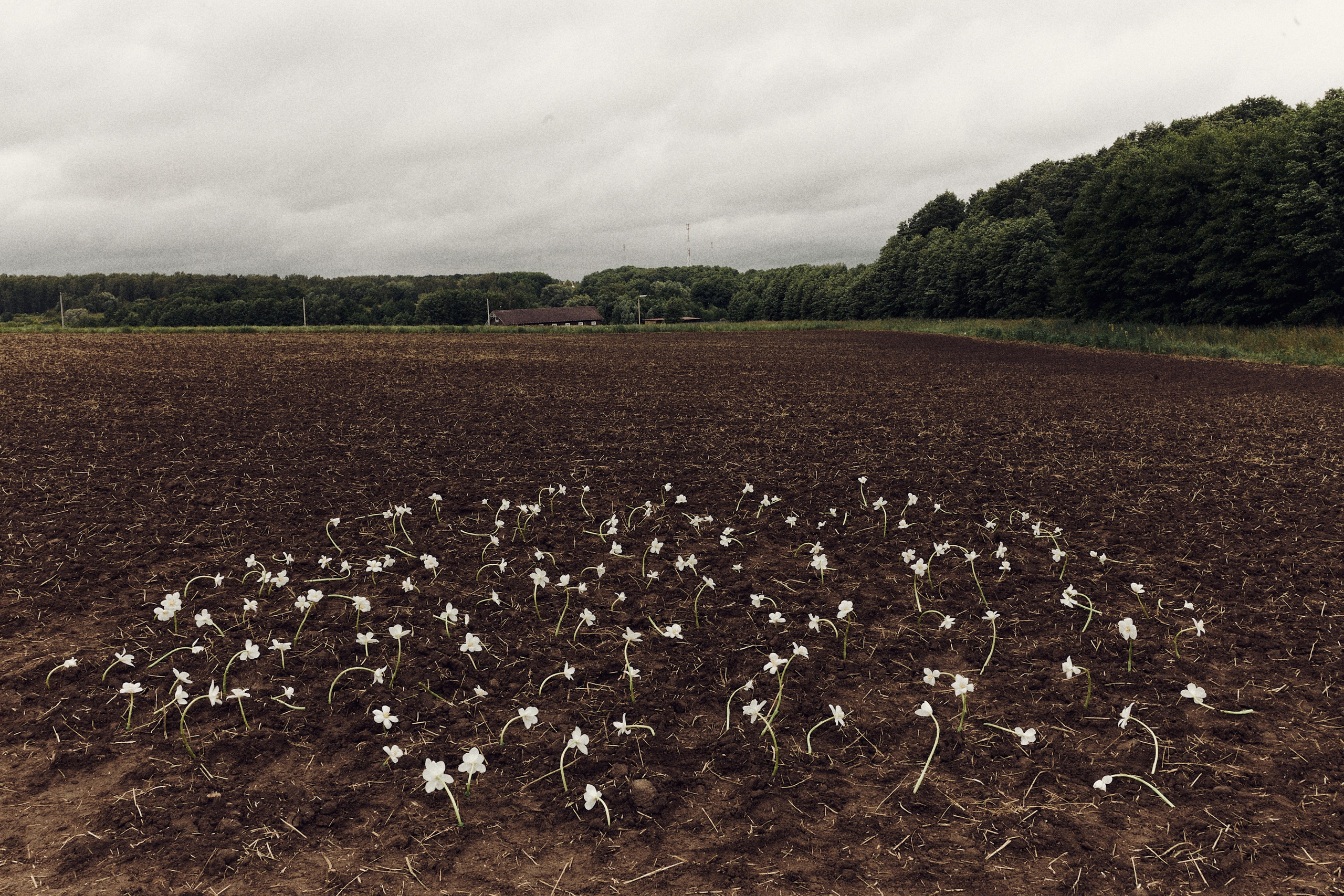Виолетта и Александр. Свадебный и семейный фотограф в Иваново и Москве Мильков Вадим