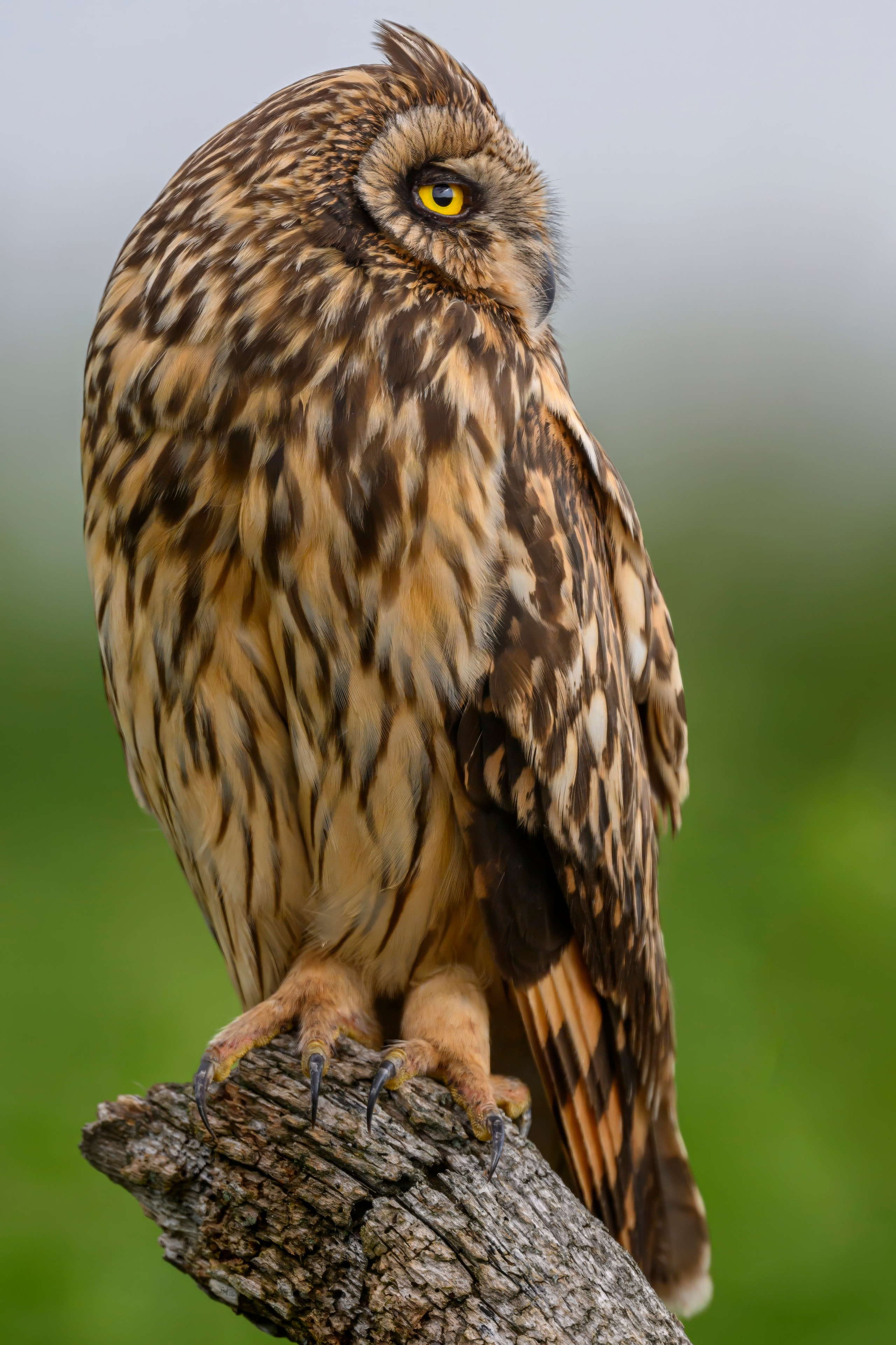 Цапли и совы. Herons and Owls. Wildlife photography by Sergey Puponin
