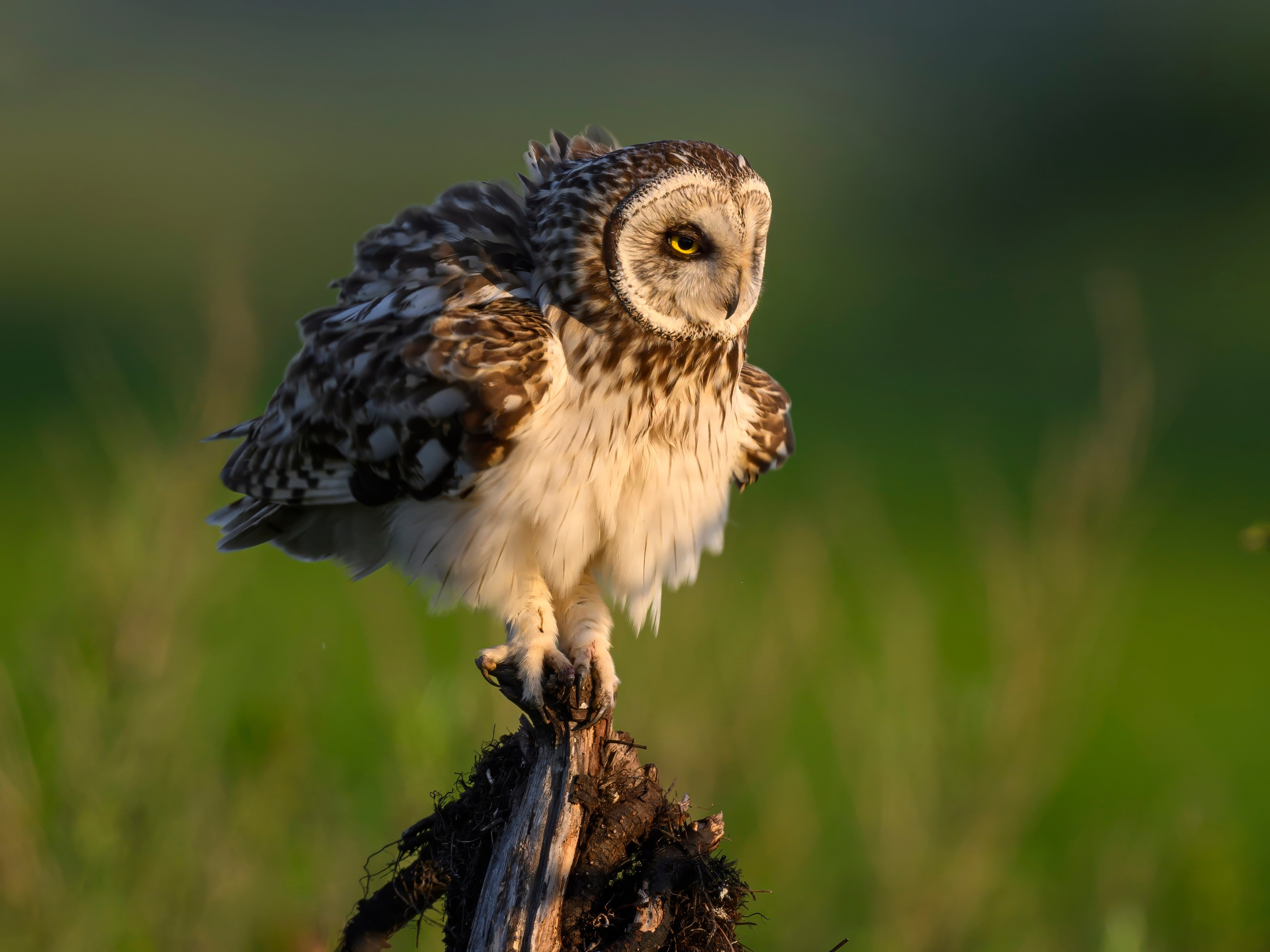 Совы и кулики. Фотограф Сергей Пупонин