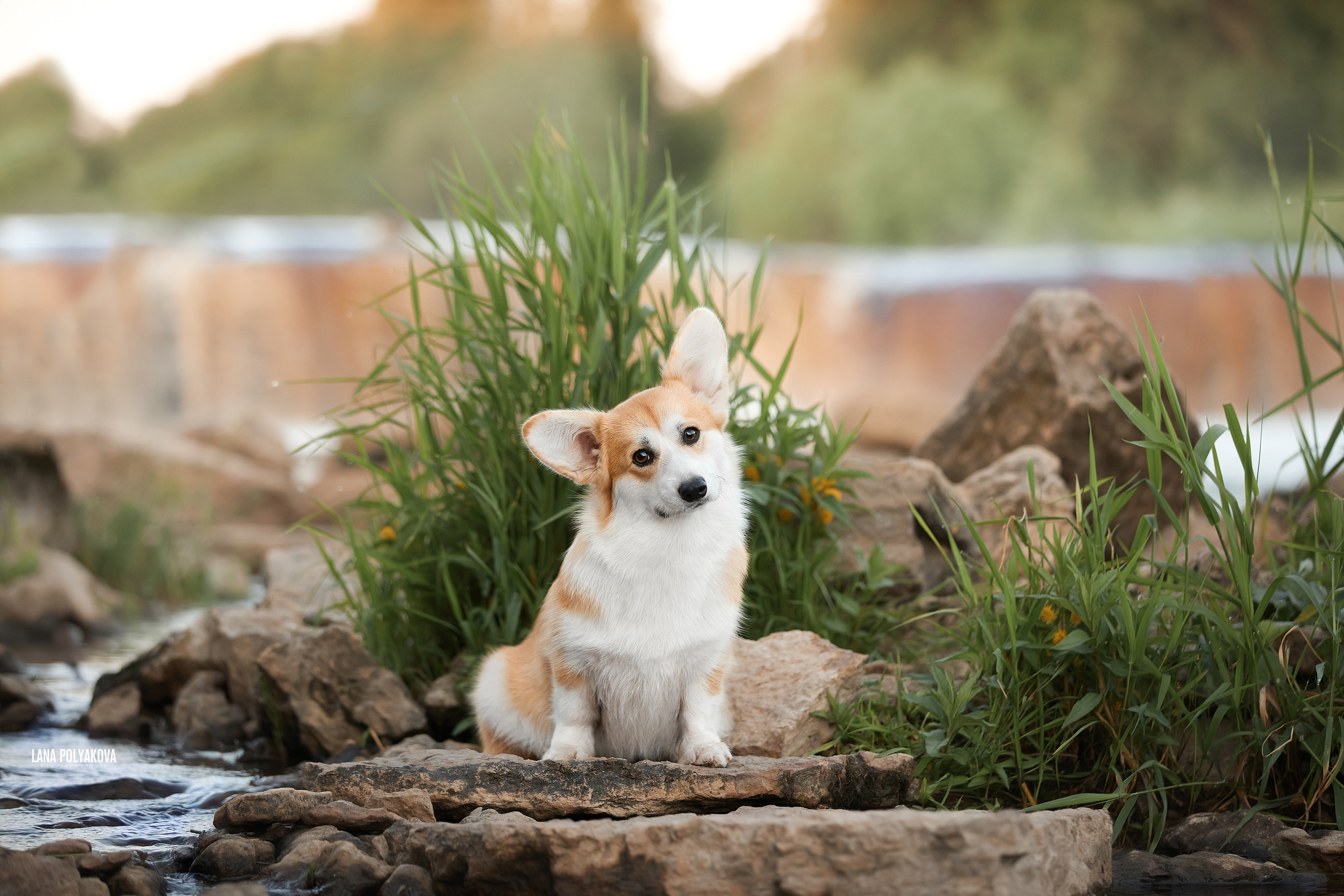 Фото корги на природе