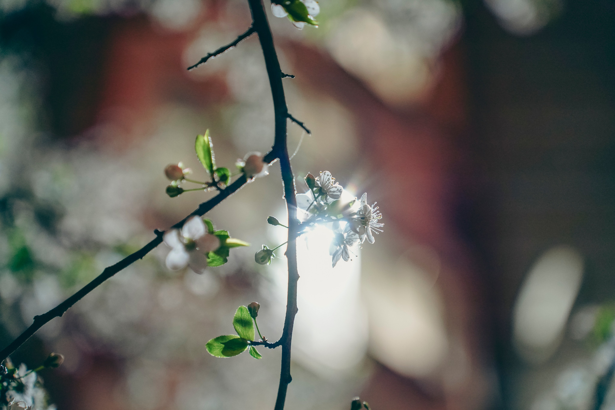Веточка. Фотограф Кузнецов Егор Липецк