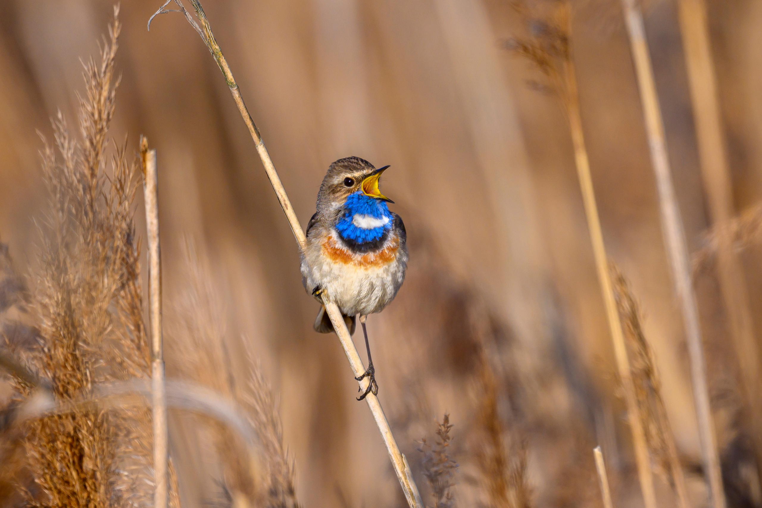 Лиса стащила яйцо. Фотограф Сергей Пупонин