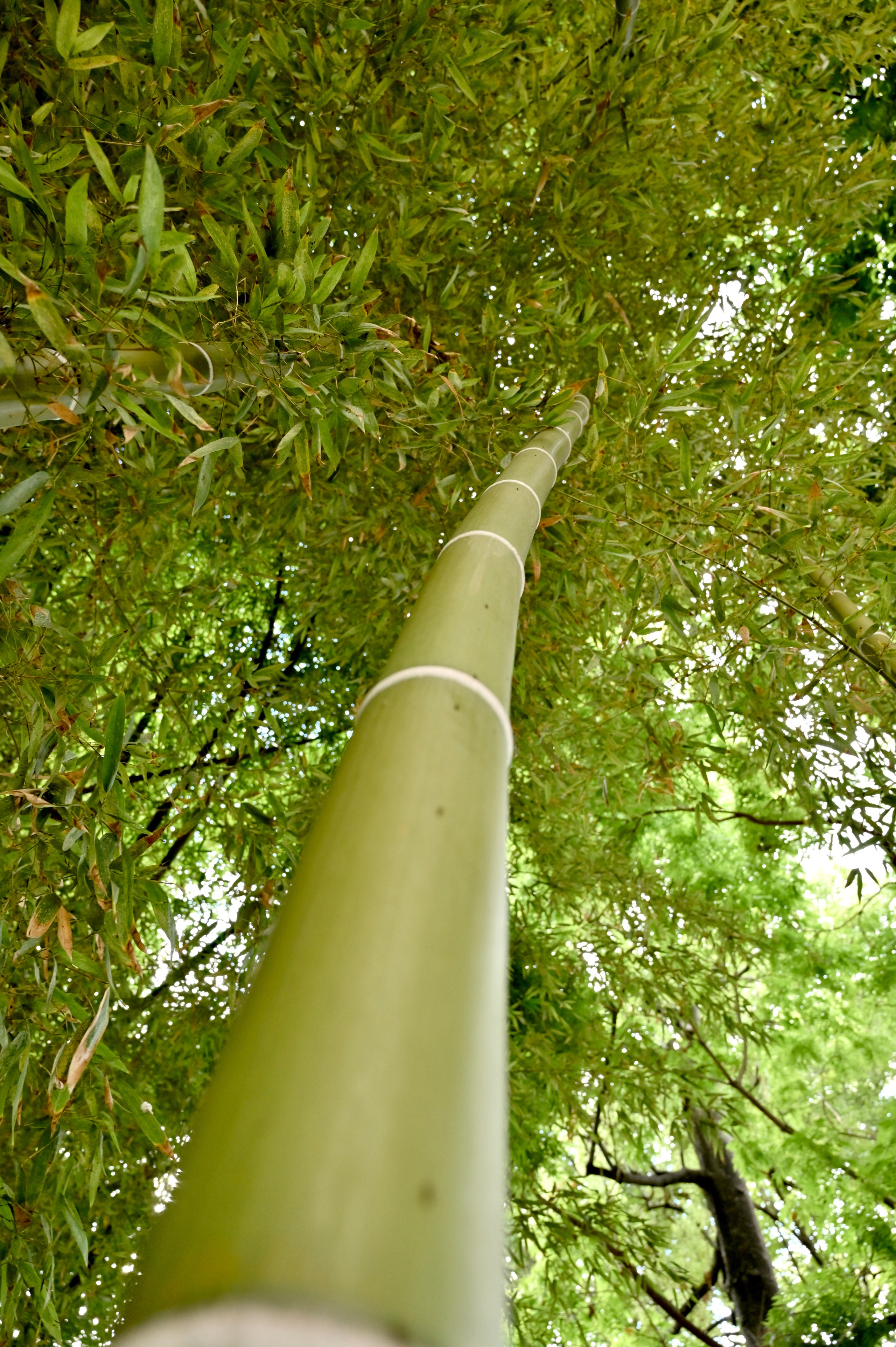 Ботанический сад в Валенсии — старейший в Европе. Гид и фотограф в Валенсии Новиков Михаил