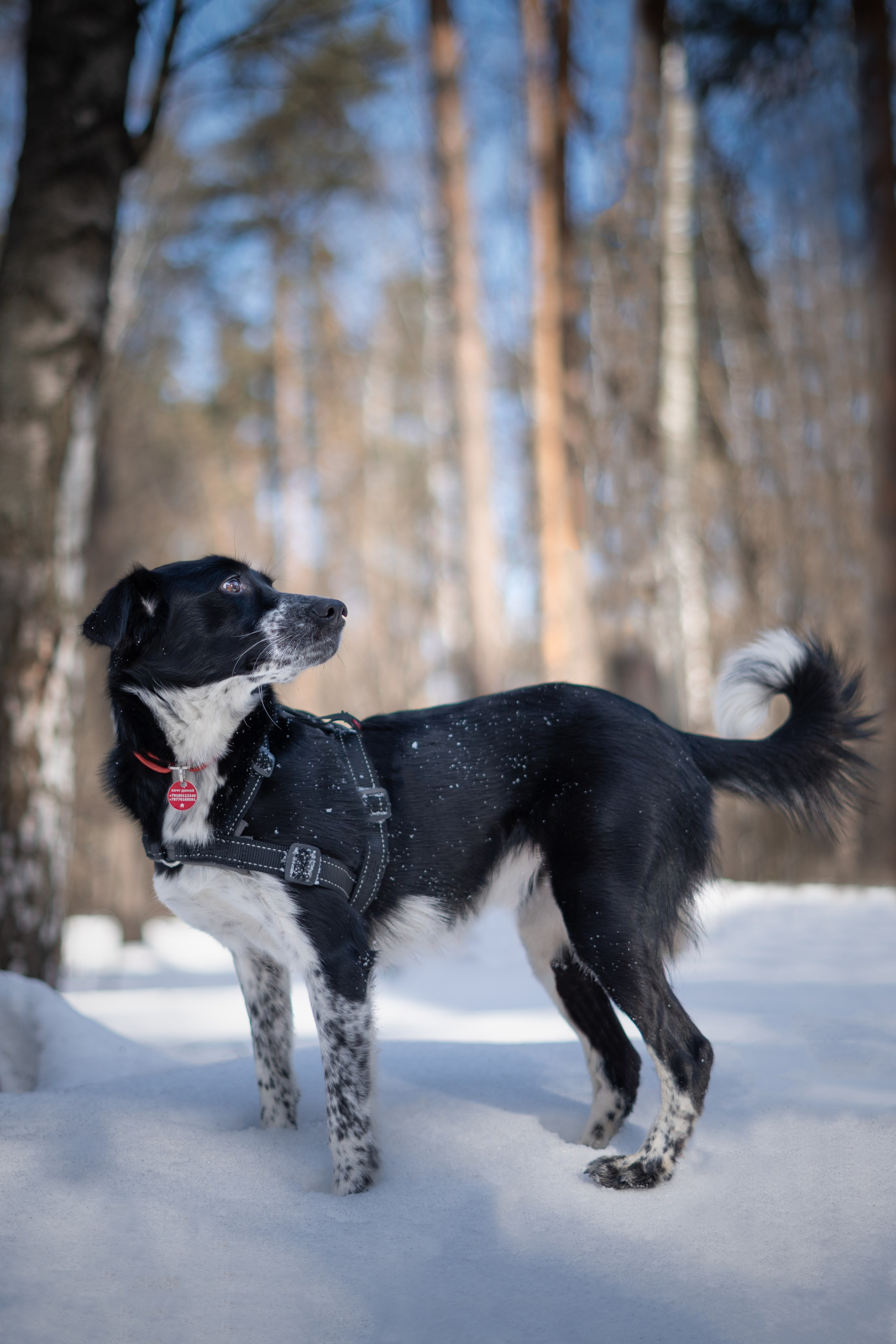 Фотограф-анималист Татьяна Митрошина, Москва
