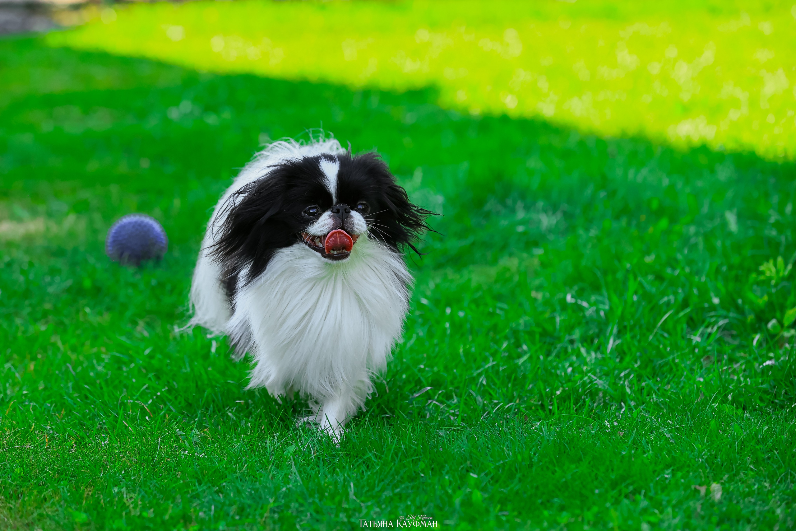 Японский хин, фотография японский хин, собака в цветах, красивая собака, фотограф анималист, фотокурс Анималистика, научиться фотографировать собак, фотограф Новосибирск