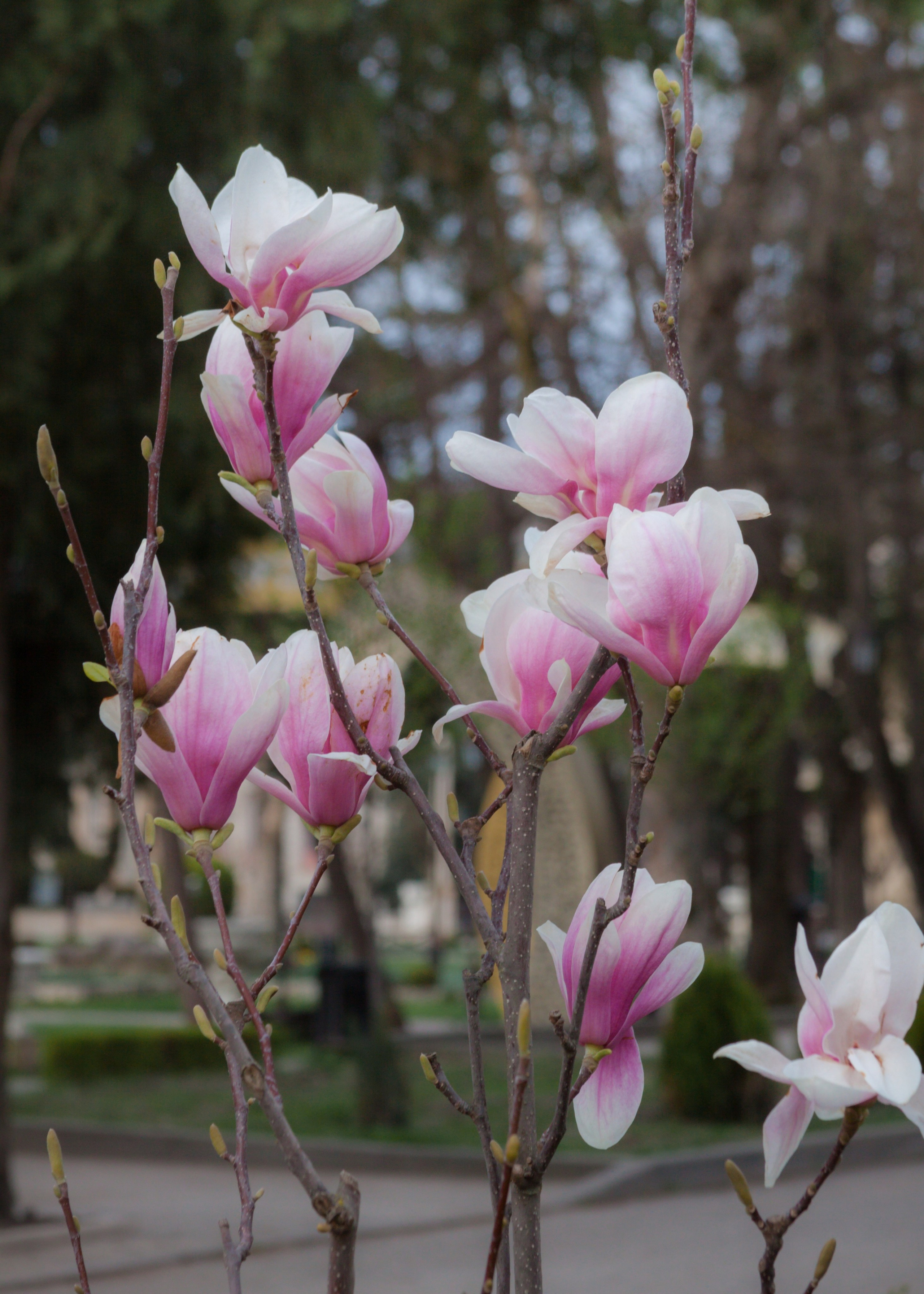 Как цветёт магнолия в Пятигорске. Пейзажный и архитектурный фотограф юга России