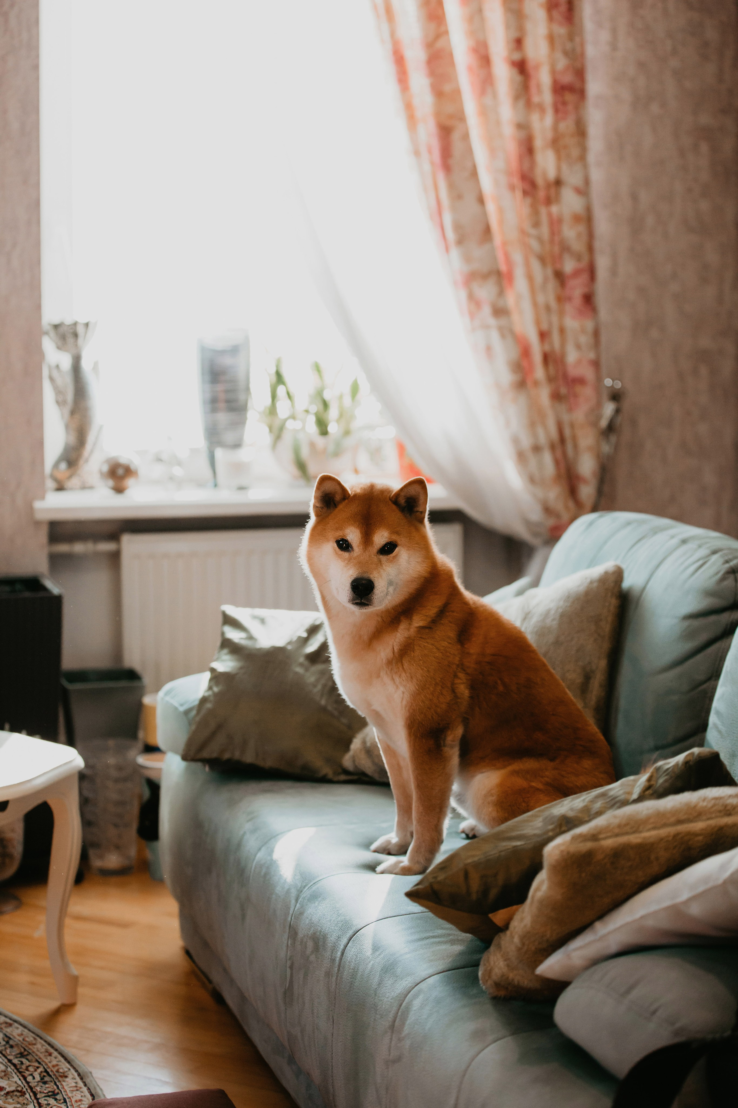 Фотосессия дома с Сиба-ину. Фотограф-анималист в Краснодаре Маша Мельникова