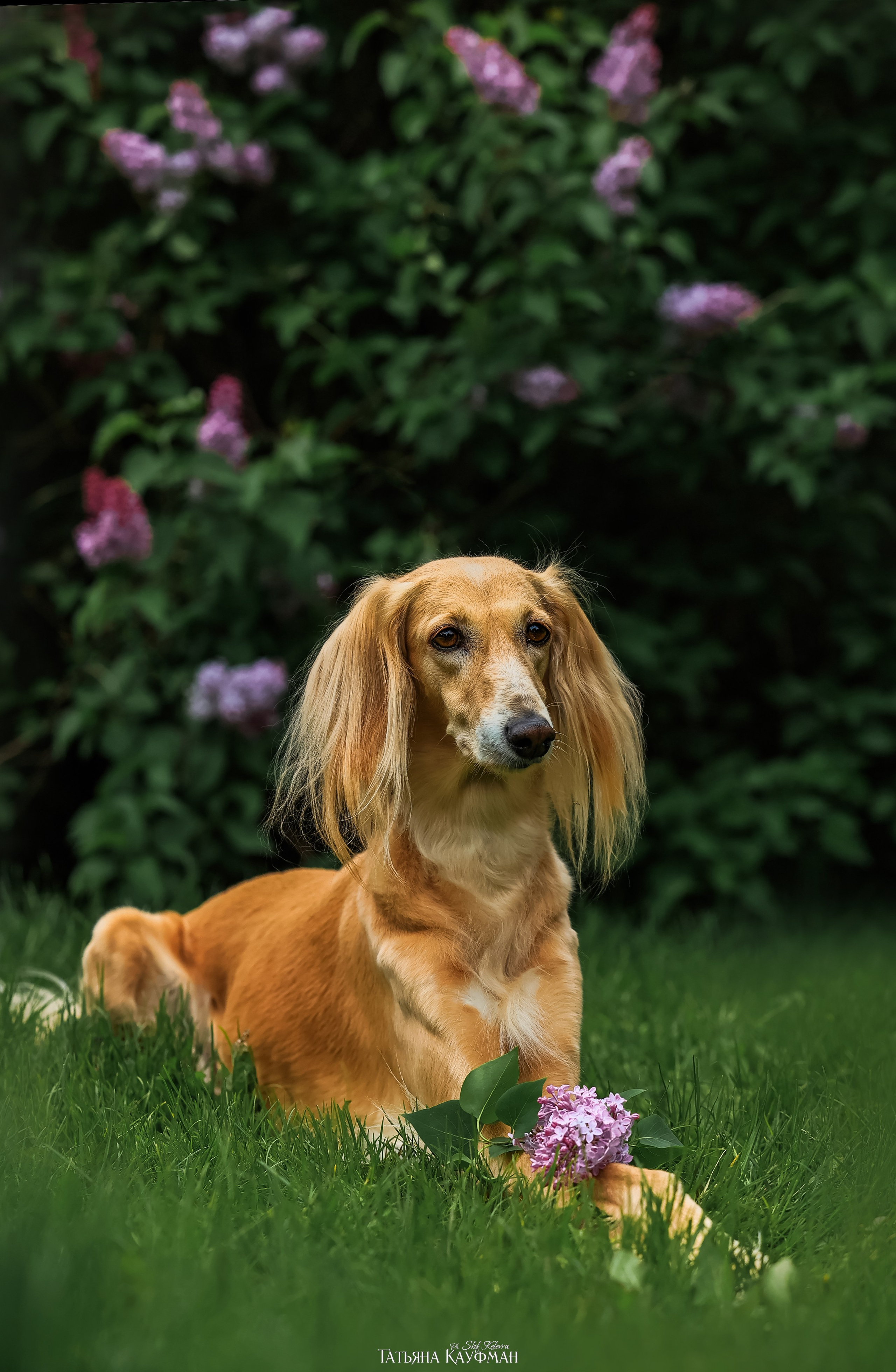 Салюки, фотография салюки, собака в цветах, красивая собака, фотограф анималист, фотокурс Анималистика, научиться фотографировать собак, фотограф Новосибирск
