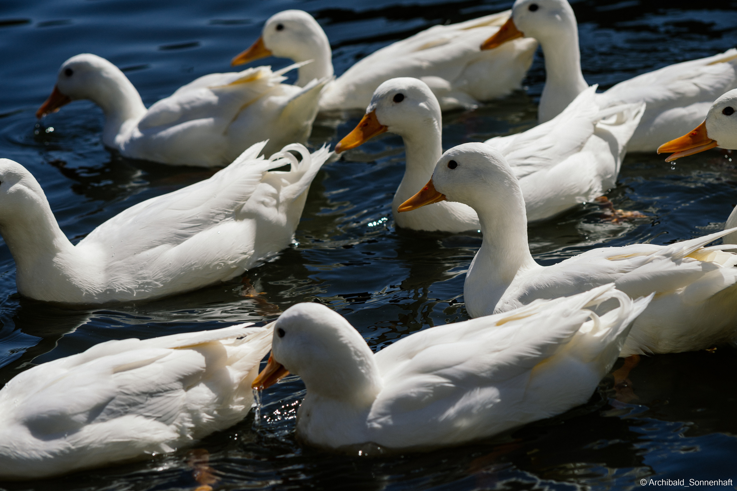 Ducks in Tianjin University’s Lake. Photographer in Guangzhou, China. Archibald Sonnenhaft